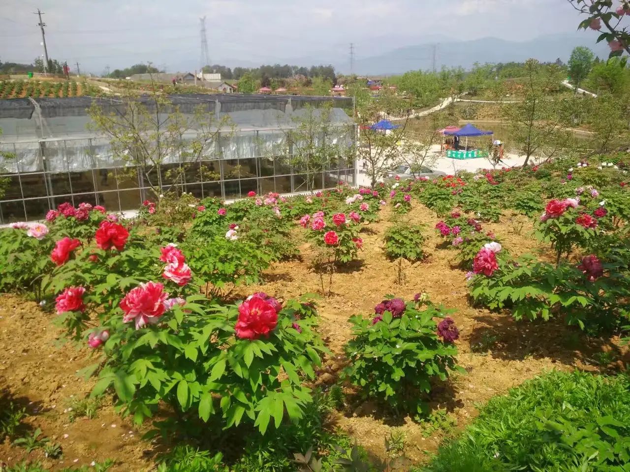 彩山旅行图片 1