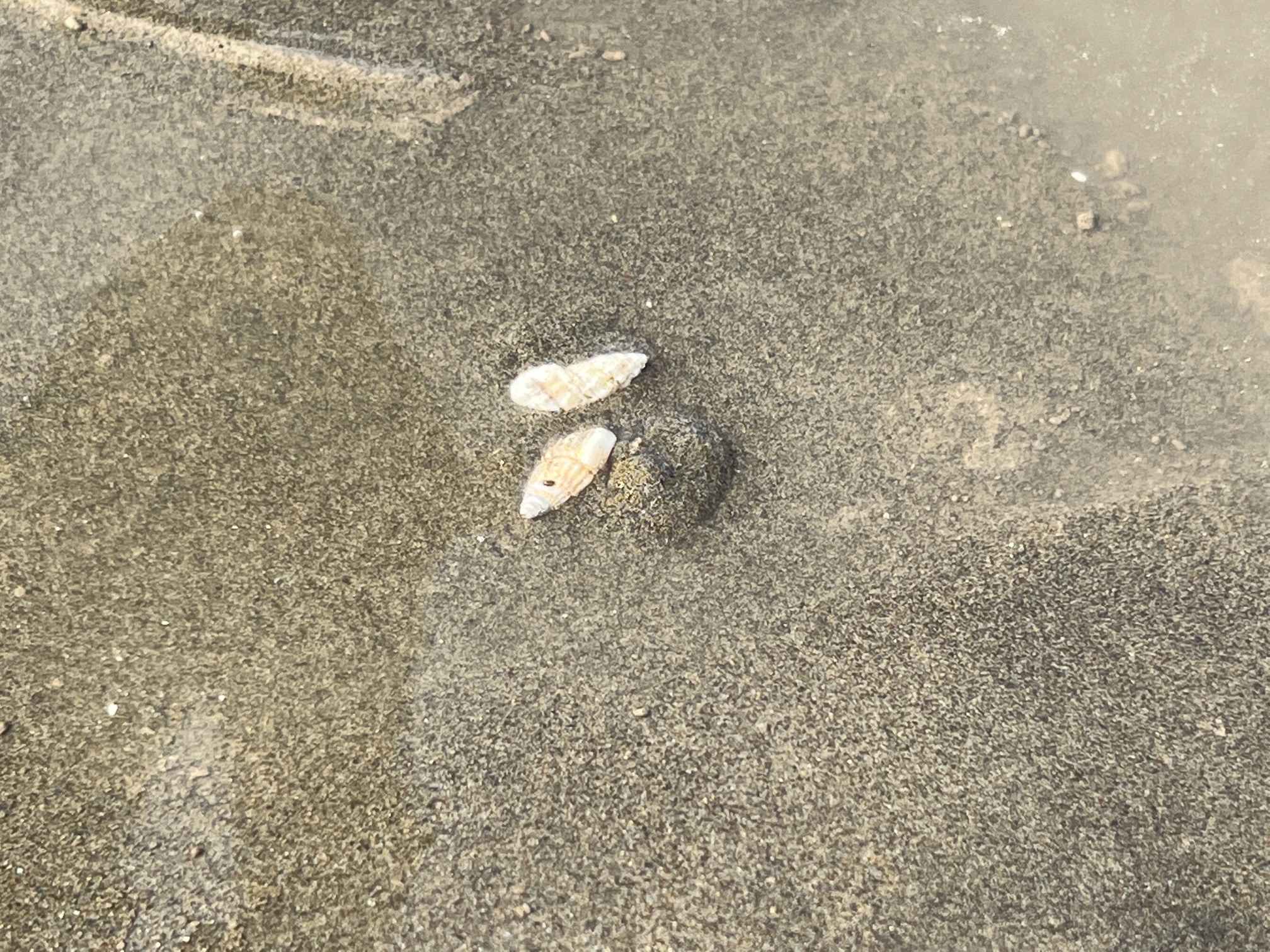 启东市东部海堤观潮台旅行图片 1