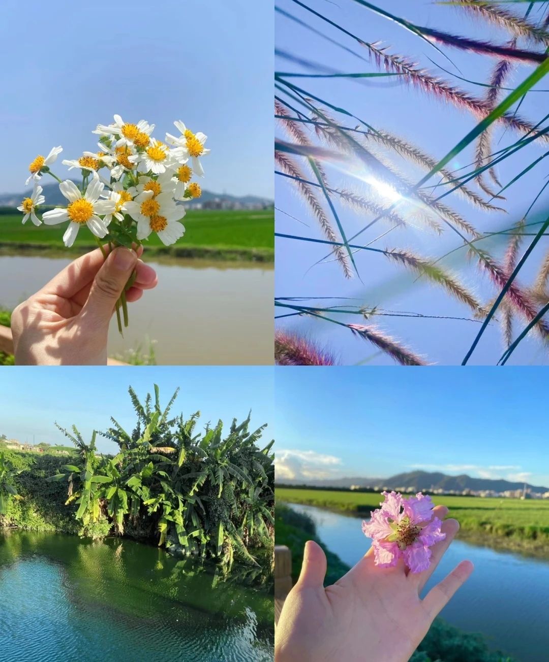 梅花湿地公园旅行图片 1