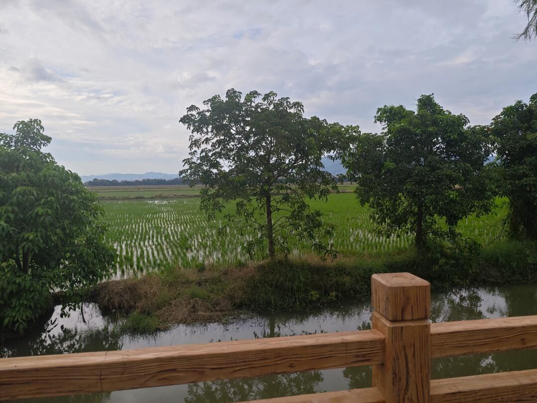 梅花湿地公园旅行图片 3