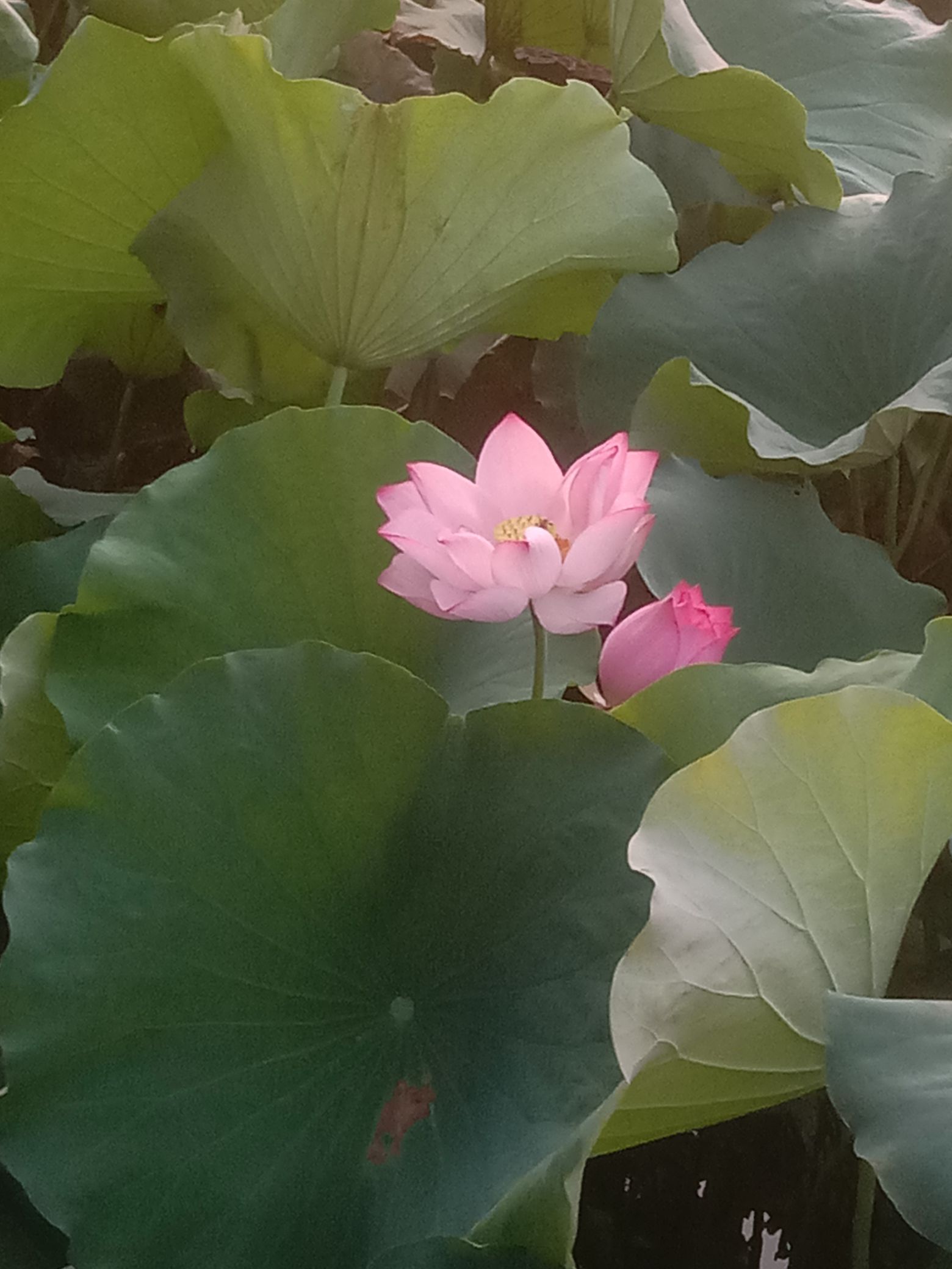 梅花湿地公园旅行图片 3