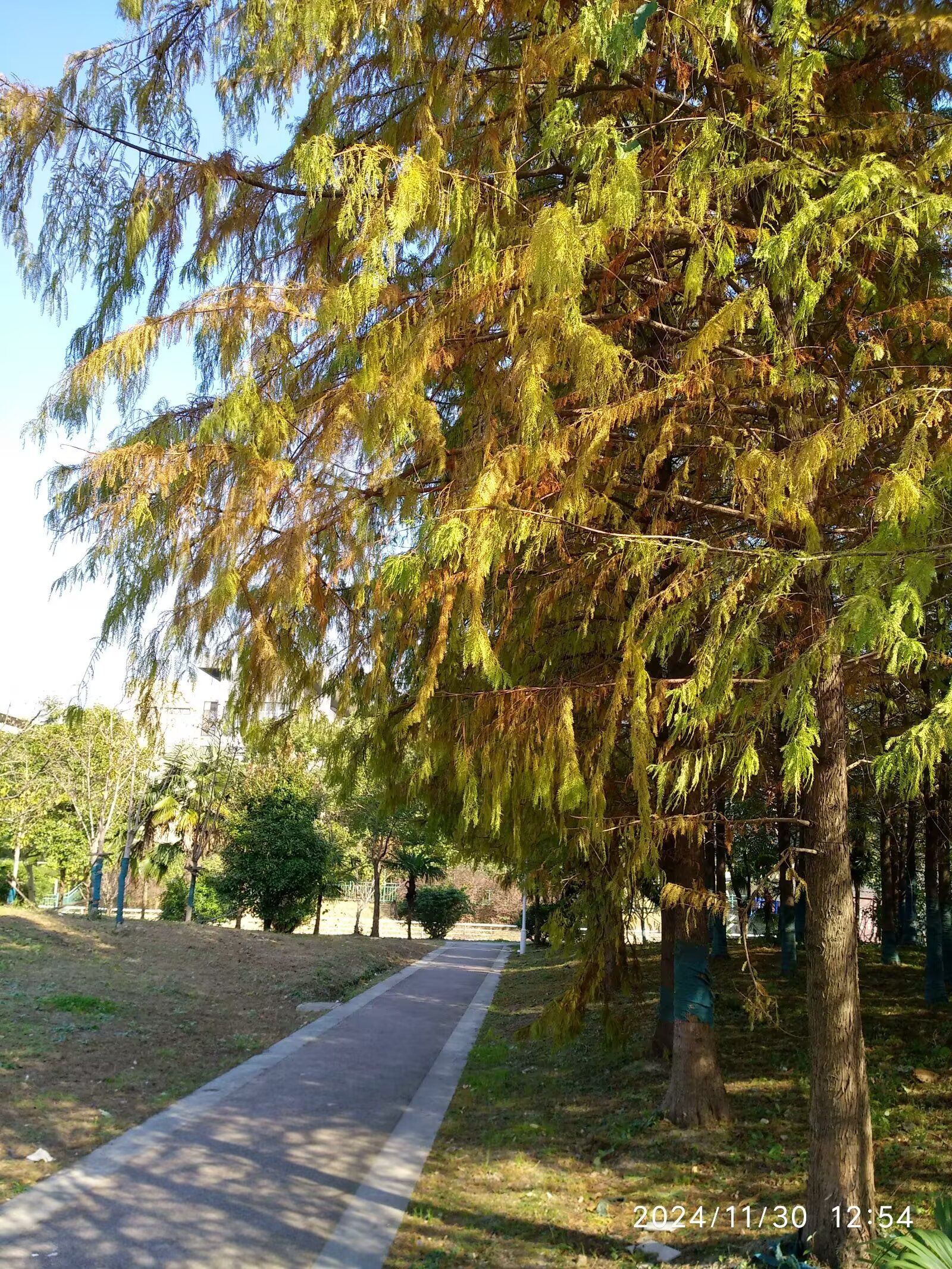 罗新公园旅行图片 2