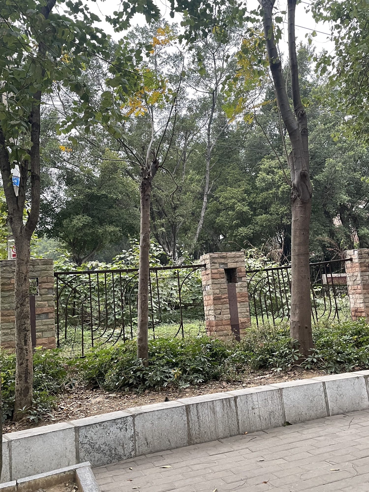 瑞龙路小游园旅行图片 3