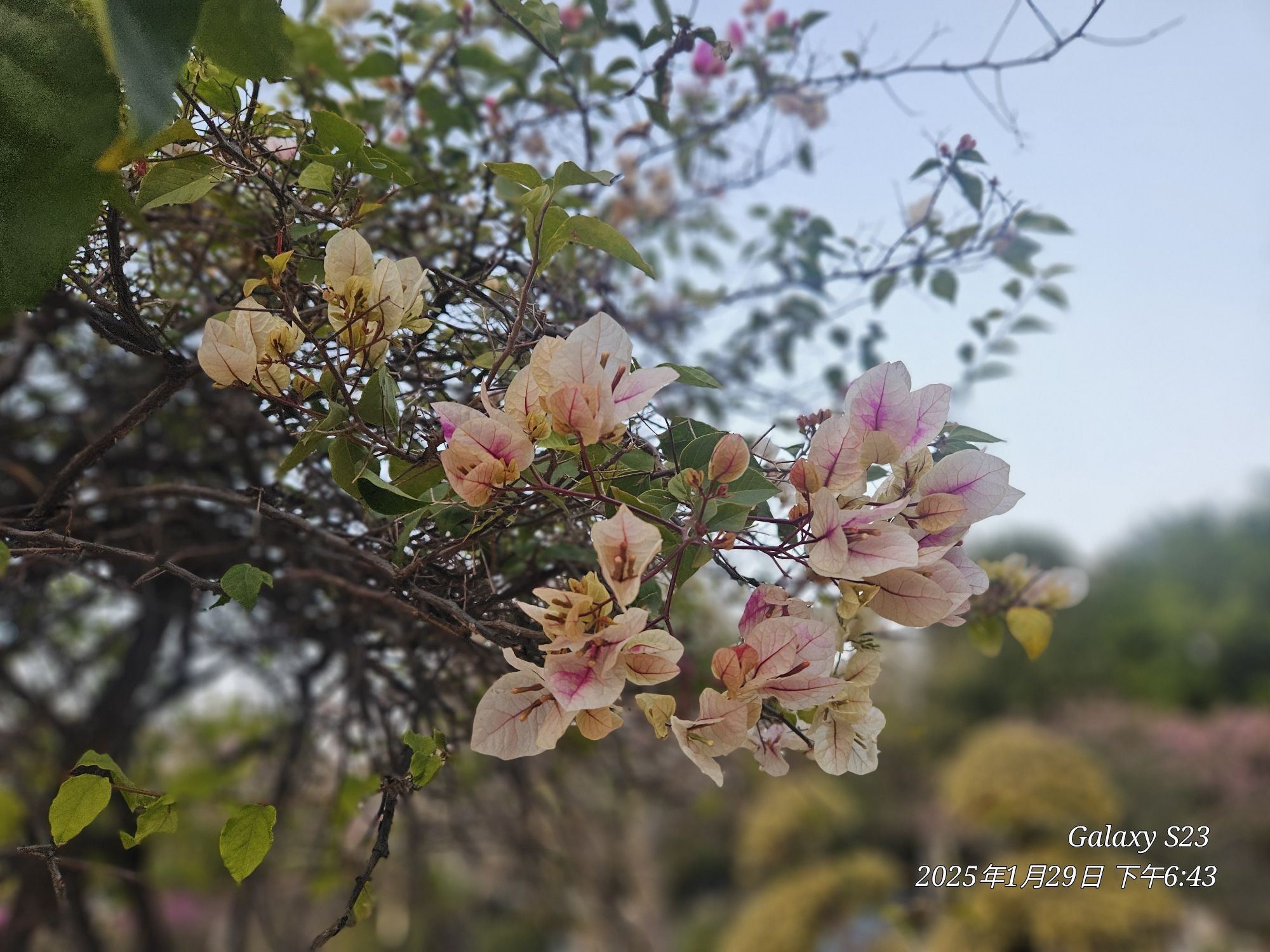 易园旅行图片 1