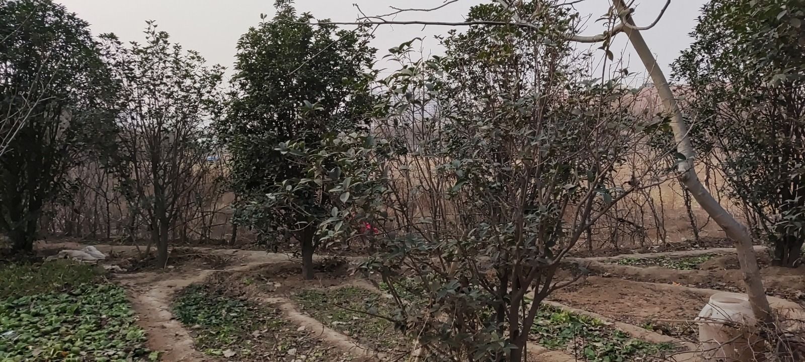 华阳故城旅行图片 1