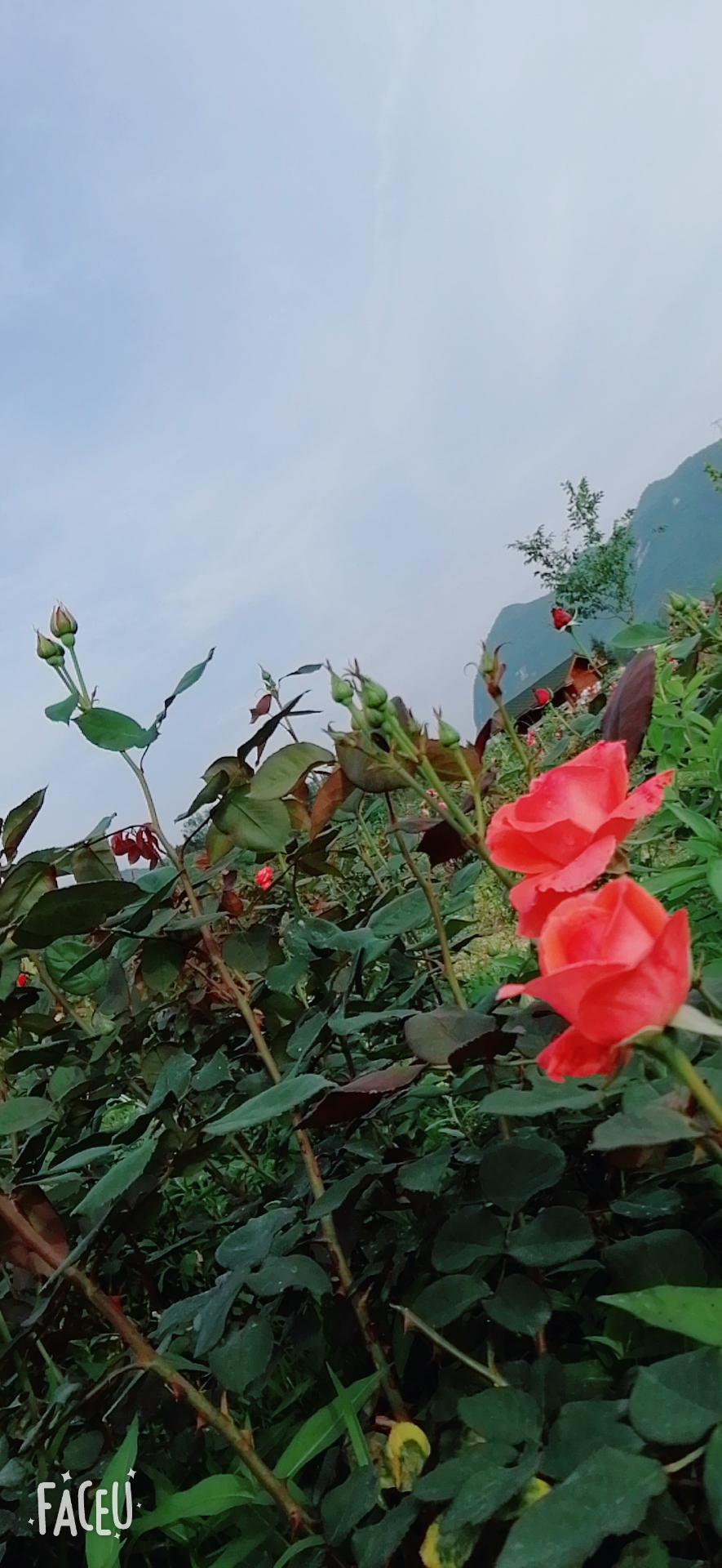 醉缘花海旅行图片 3