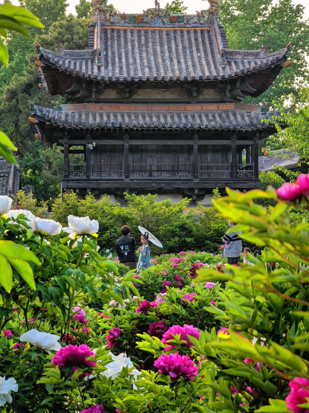 七彩牡丹园旅行图片 2