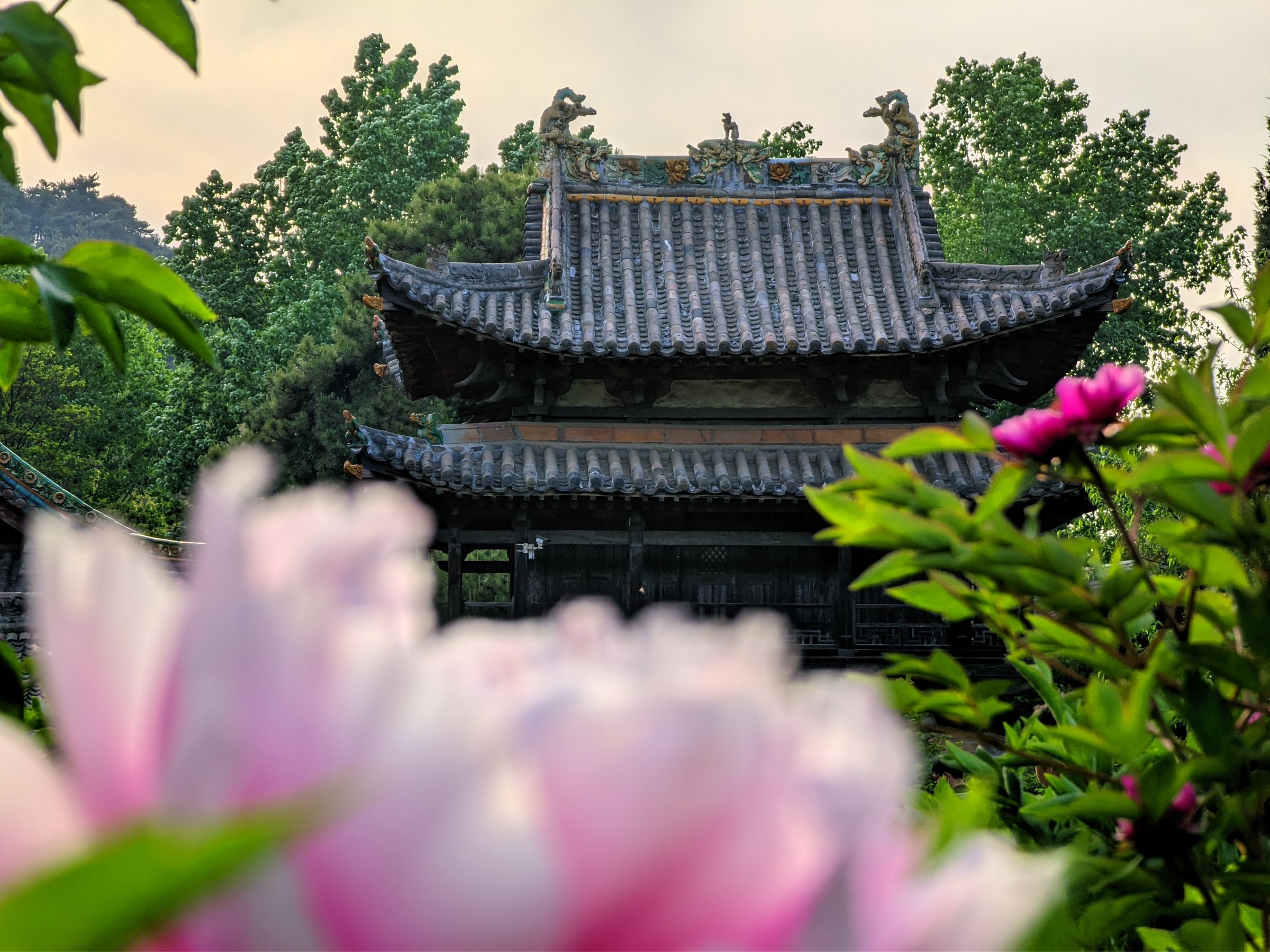 七彩牡丹园旅行图片 3