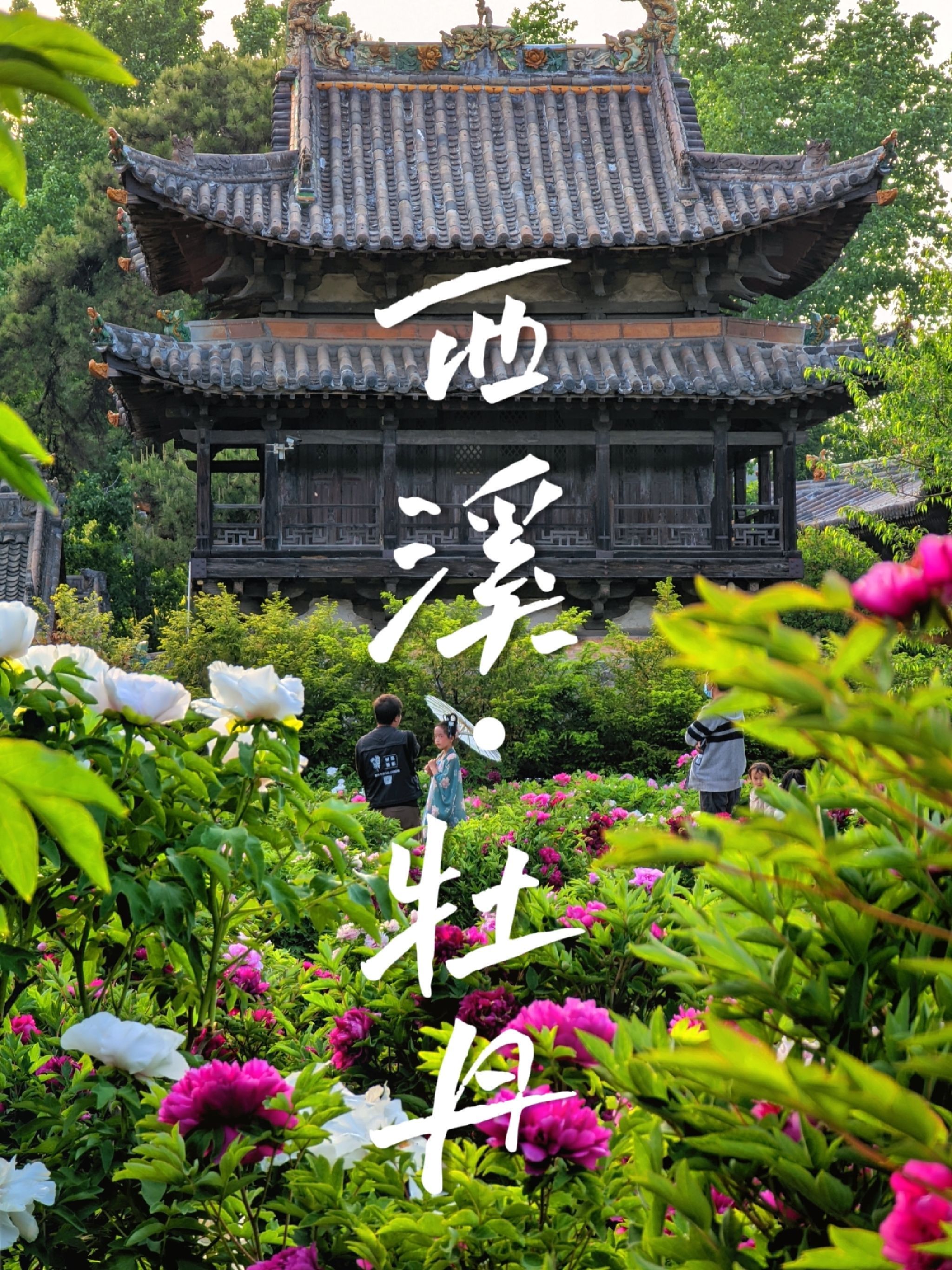 七彩牡丹园旅行图片 1