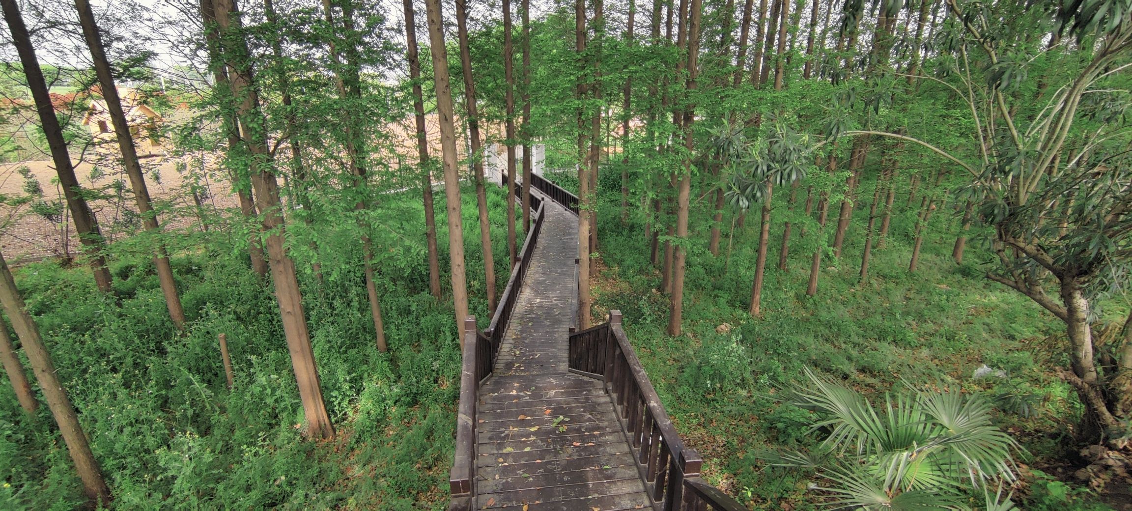 赵市网红向日葵地旅行图片 2