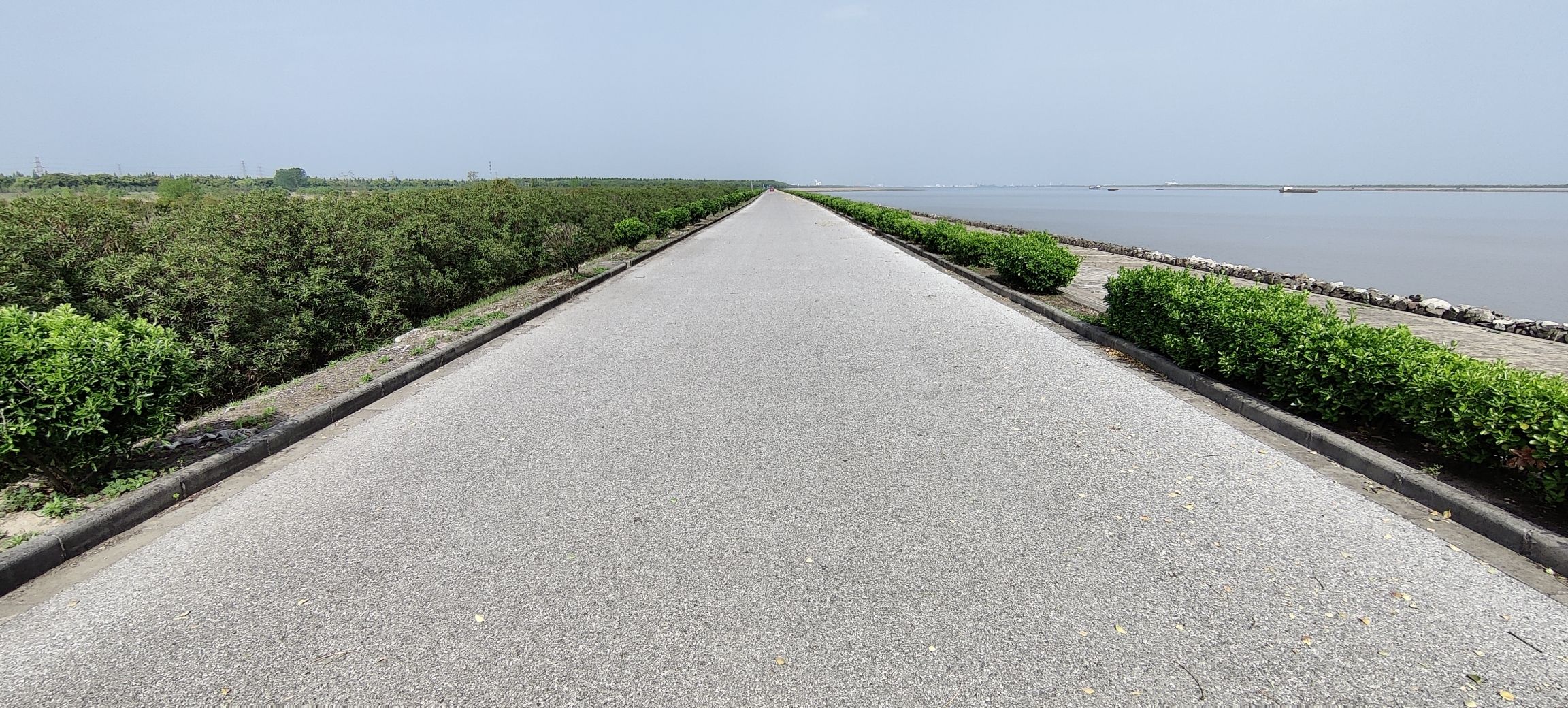 赵市网红向日葵地旅行图片 1