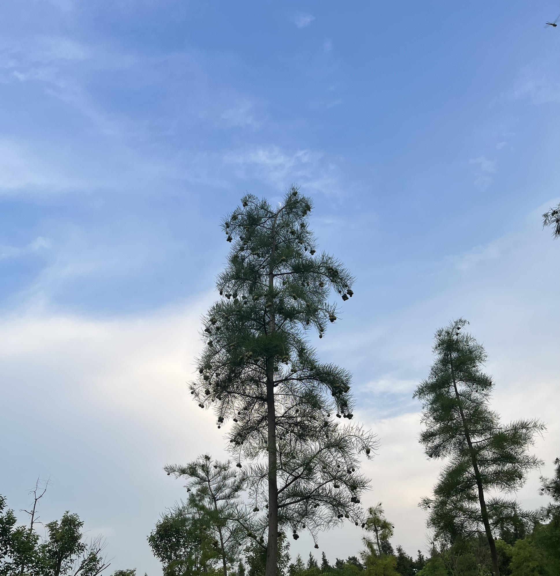赵市网红向日葵地旅行图片 3