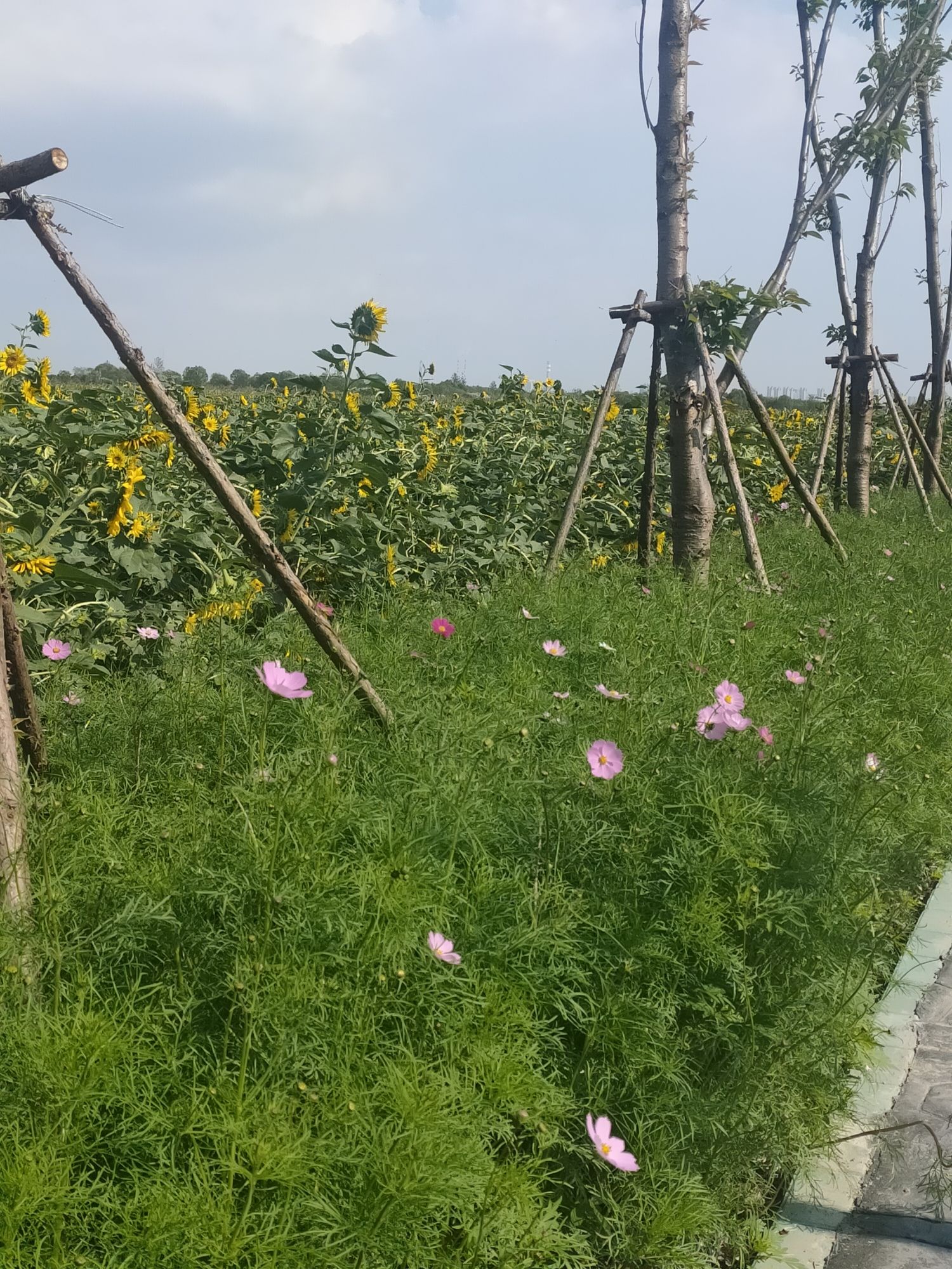 赵市网红向日葵地旅行图片 2