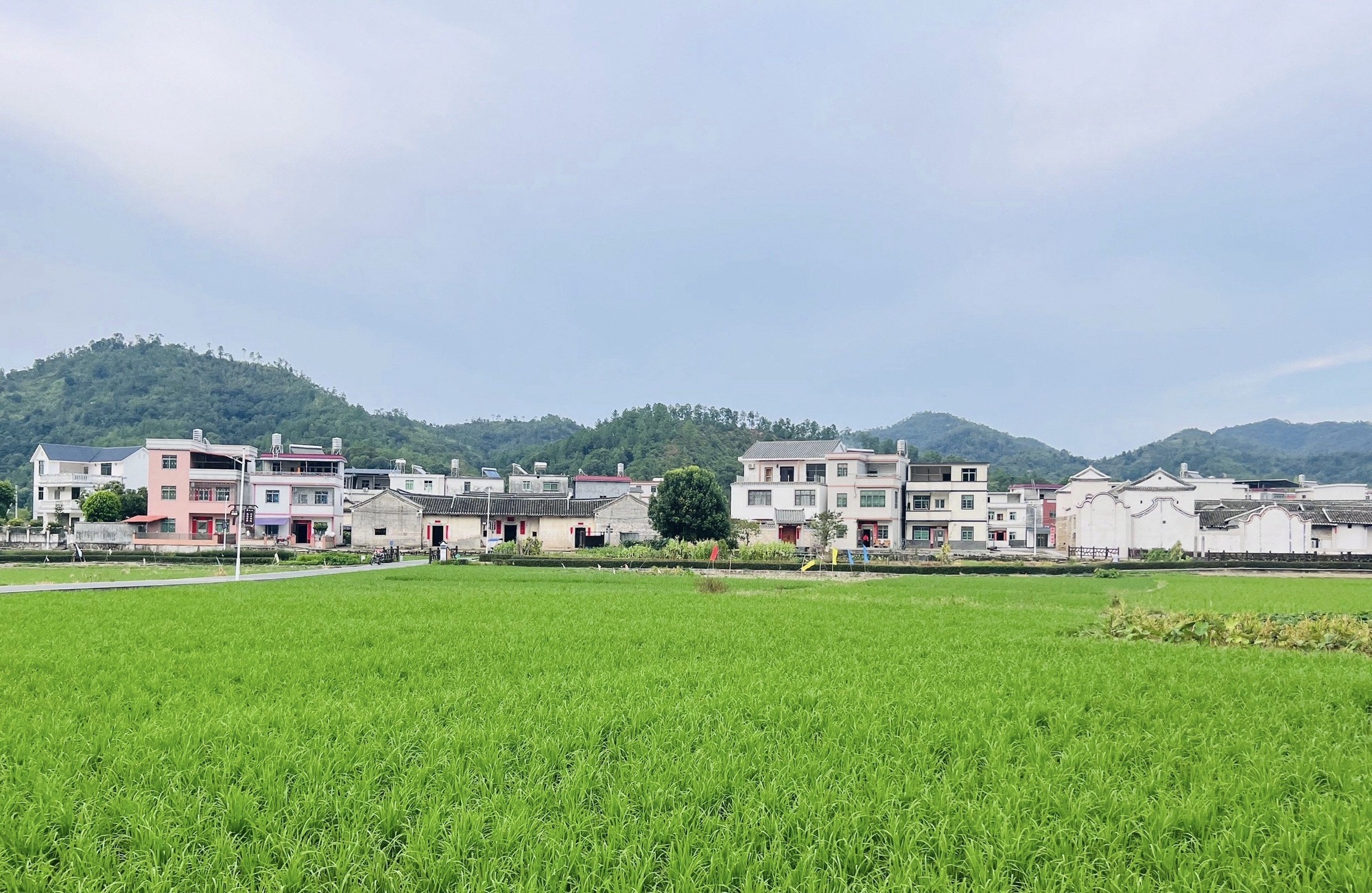 仙坑村八角楼旅行图片 3