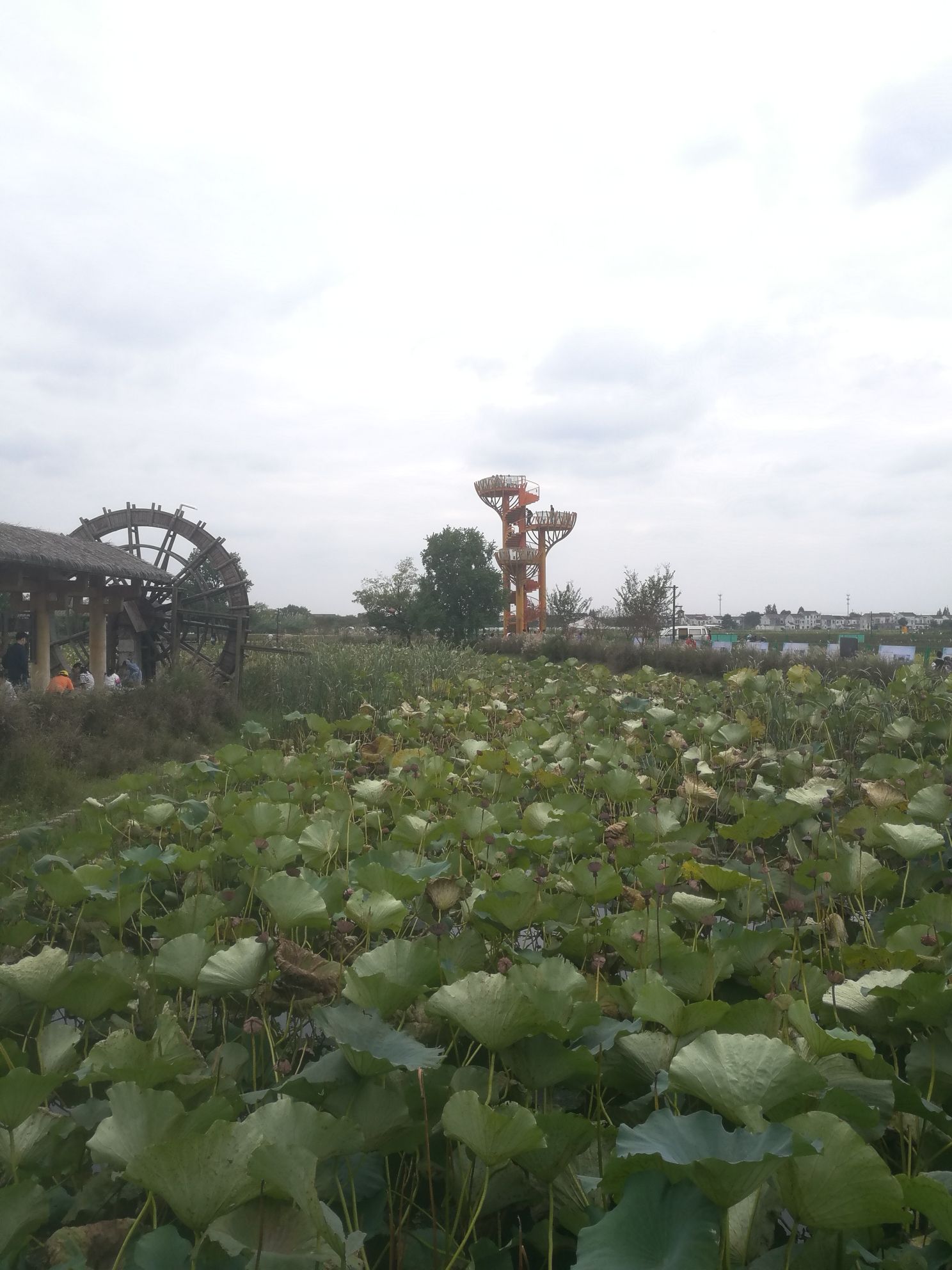 东南稻香村铁塔湿地公园旅行图片 3