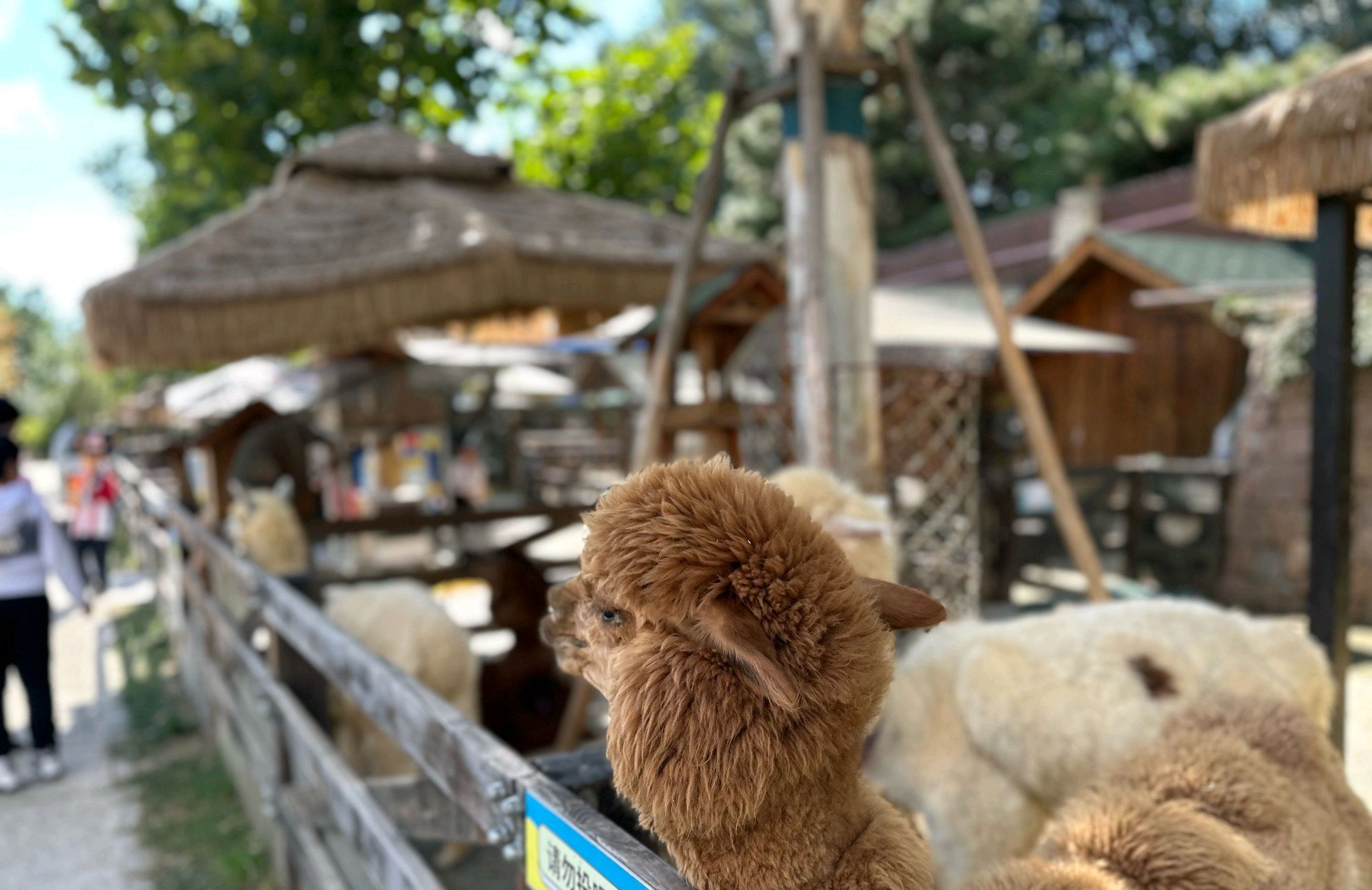 北京静之湖度假区旅行图片 2