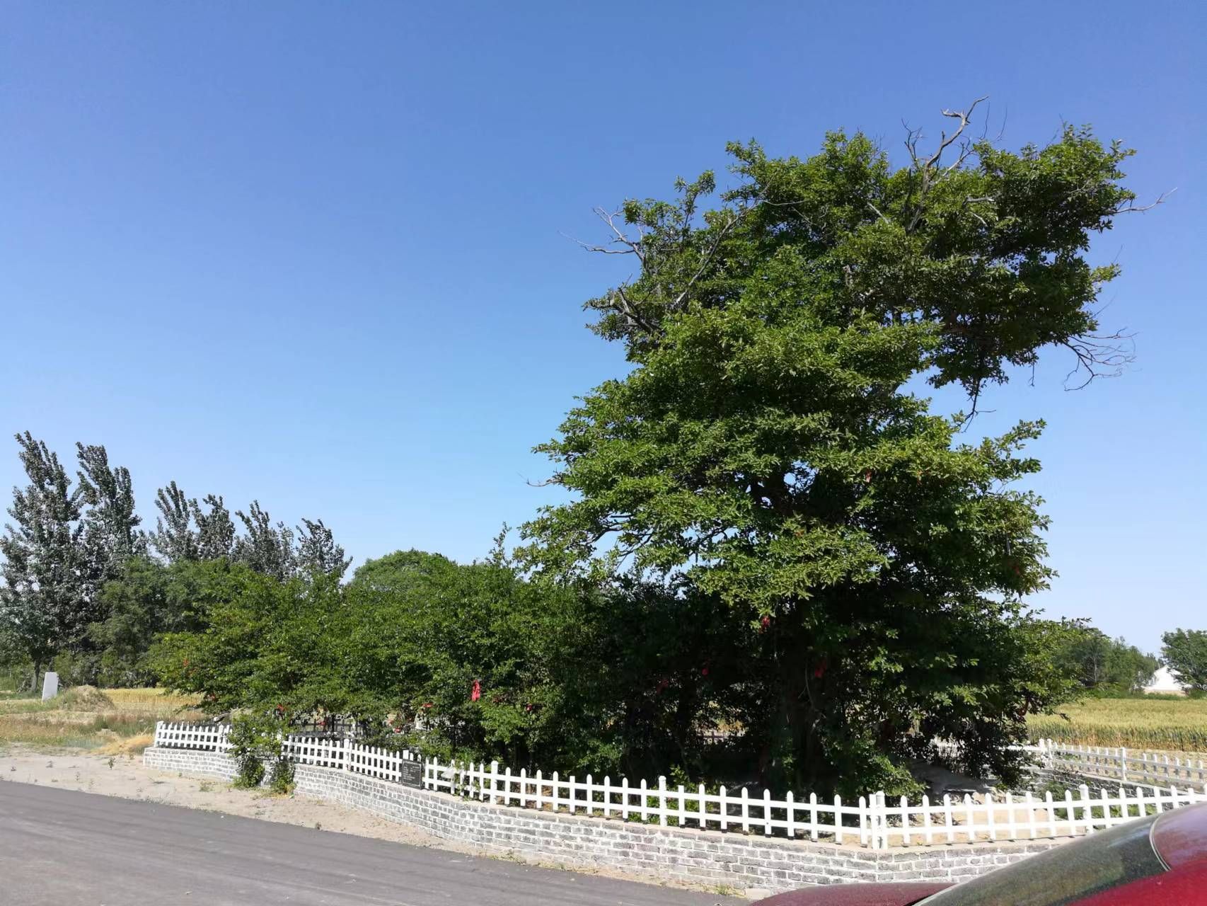 长青观旅行图片 1