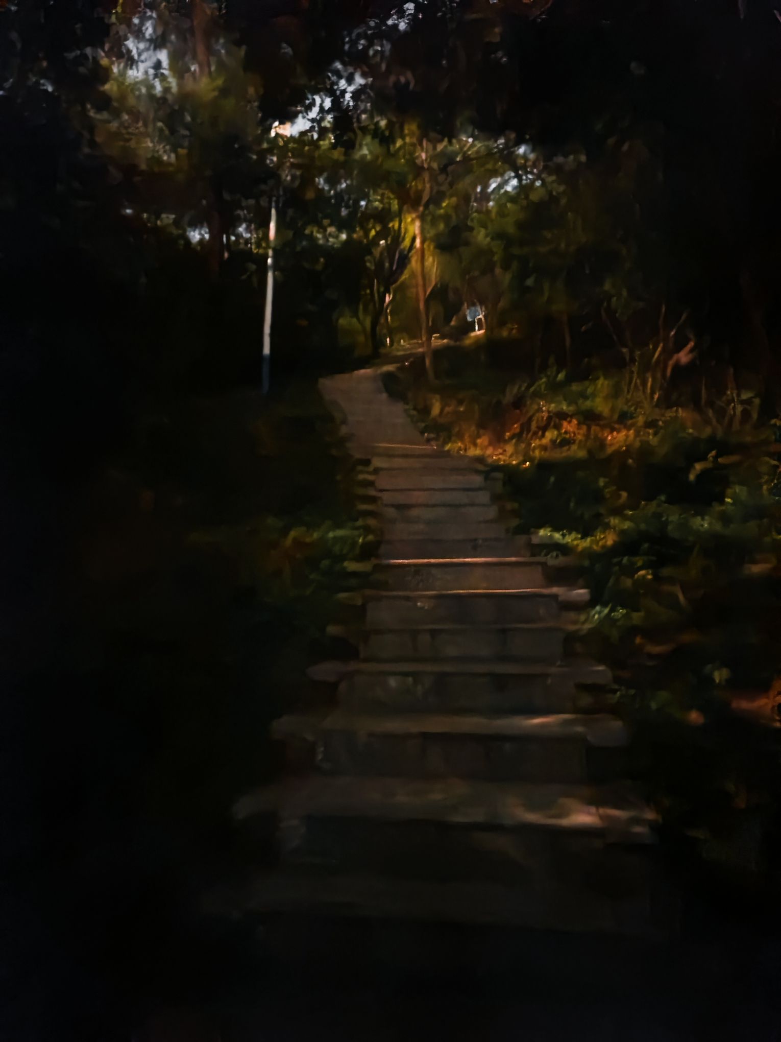 天马山郊野公园旅行图片 3