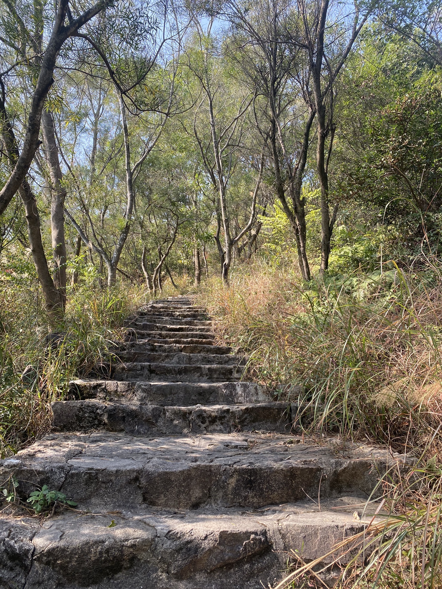 天马山郊野公园旅行图片 1