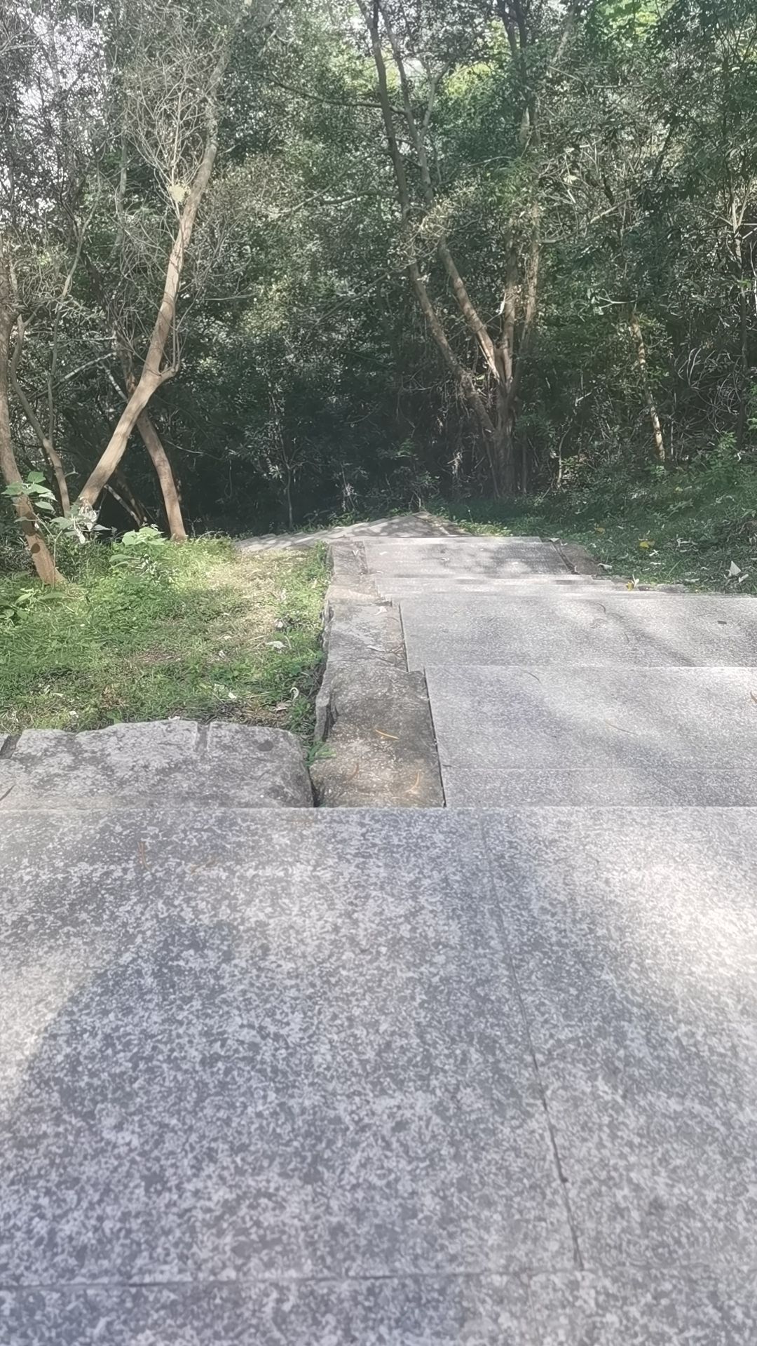天马山郊野公园旅行图片 3