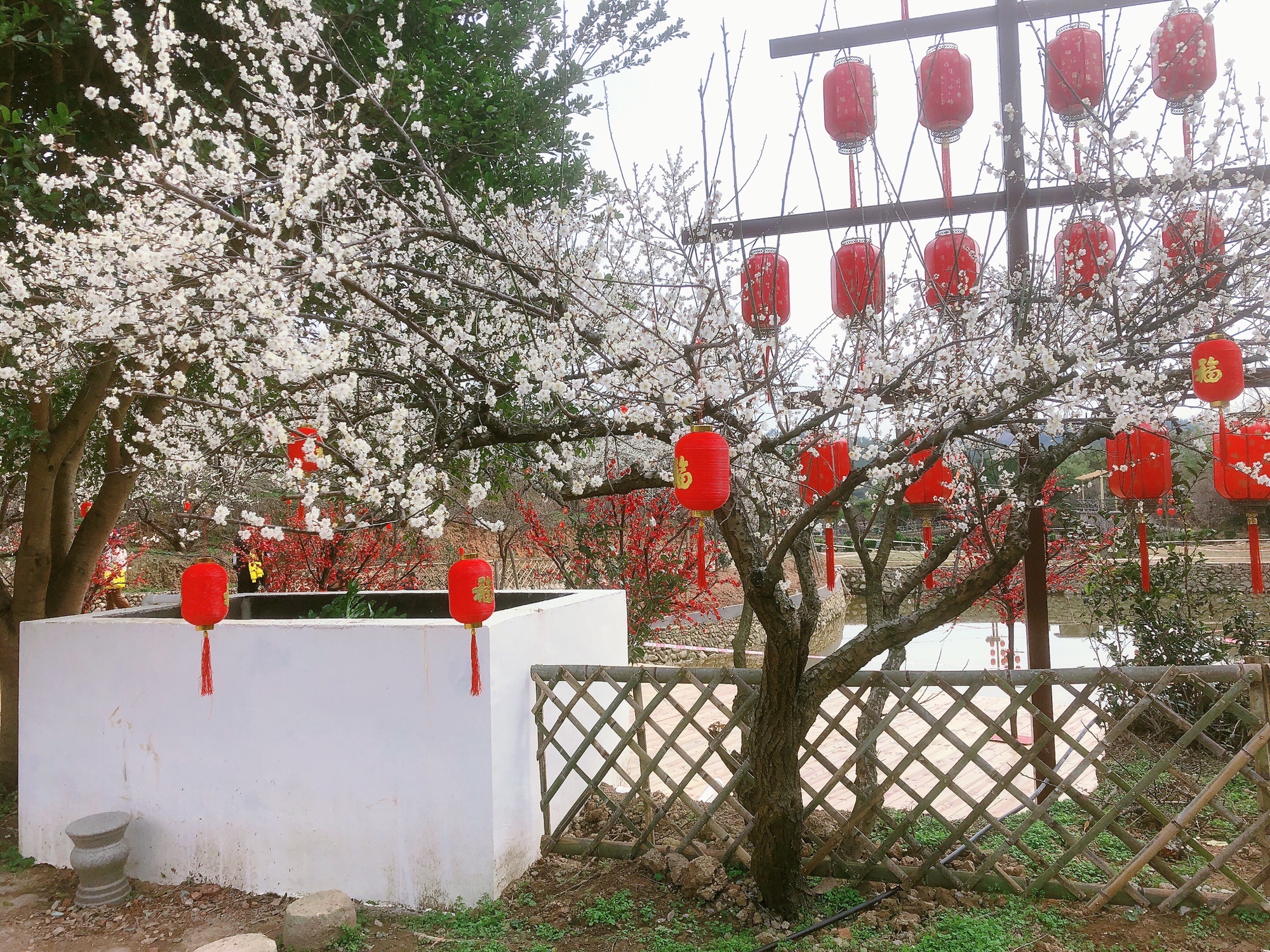 上杭观音井百果园景区旅行图片 1