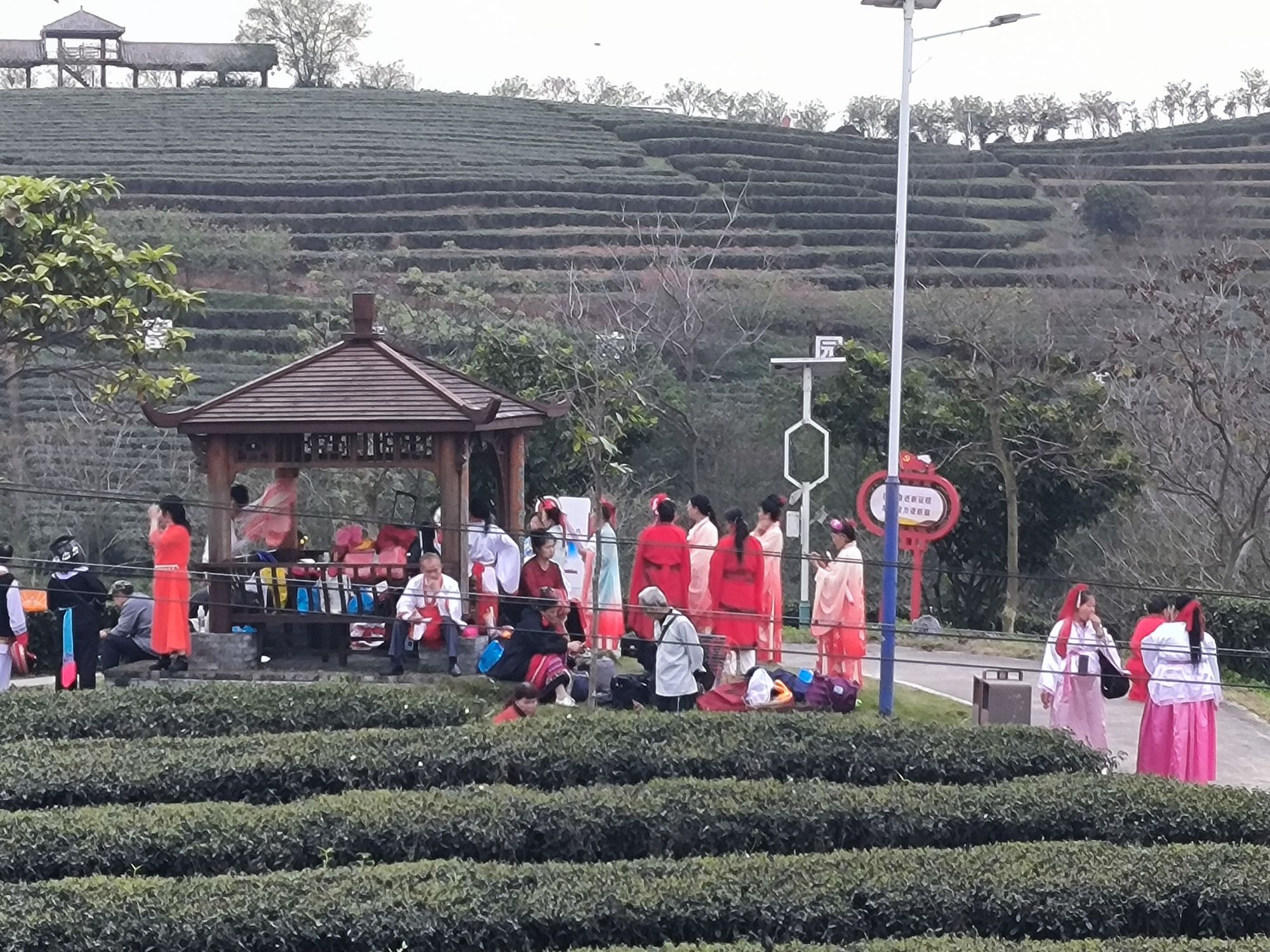 大明山万古茶园旅行图片 3