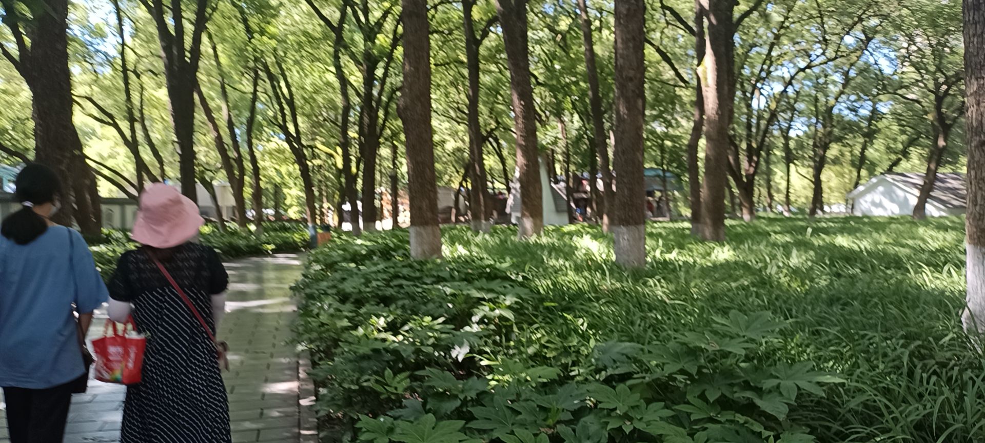 琴湖公园旅行图片 1