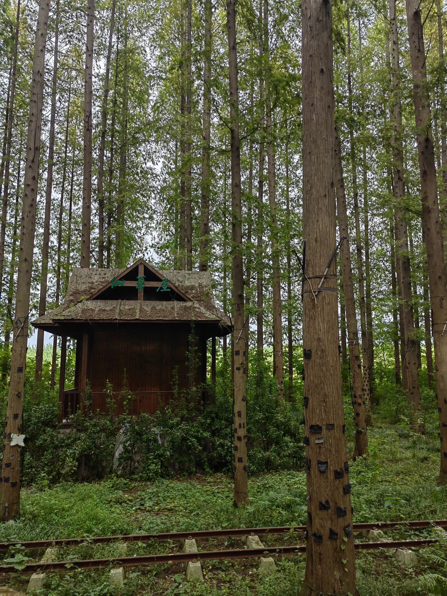 宝应运河风光带旅行图片 2