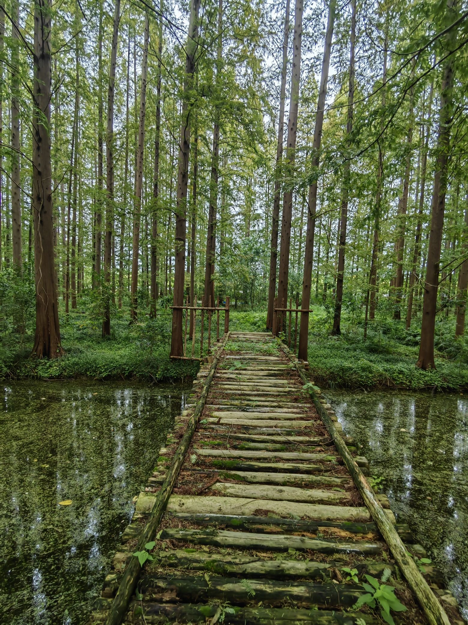 宝应运河风光带旅行图片 1