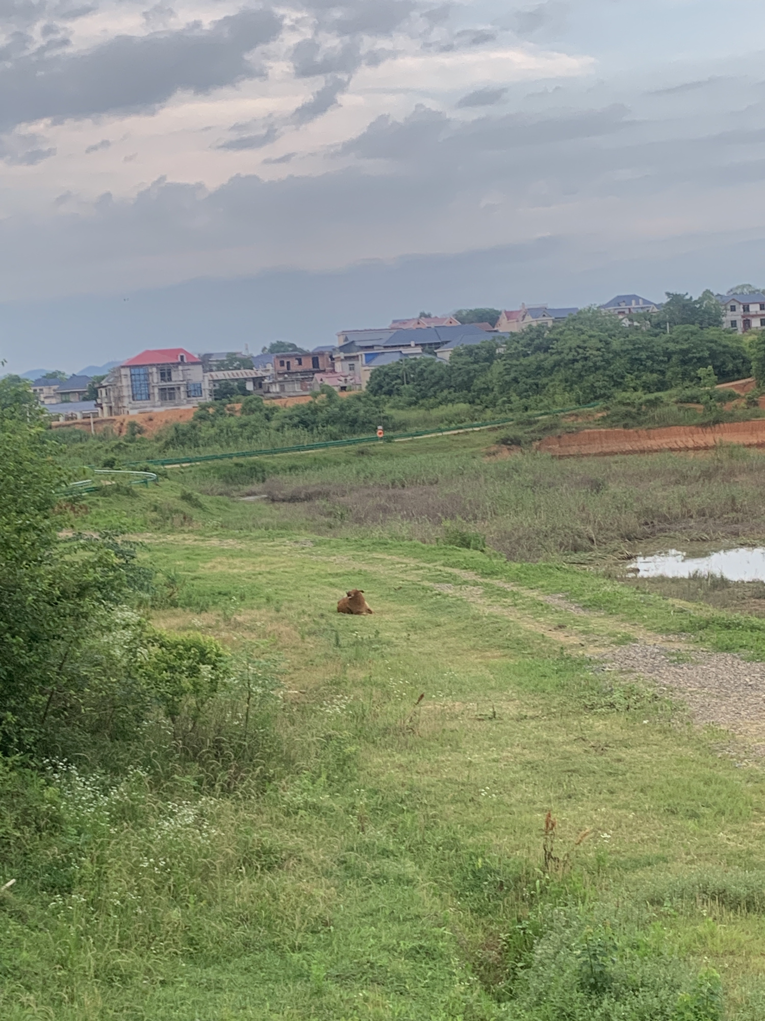 都昌县鄱阳湖花海观赏区旅行图片 1