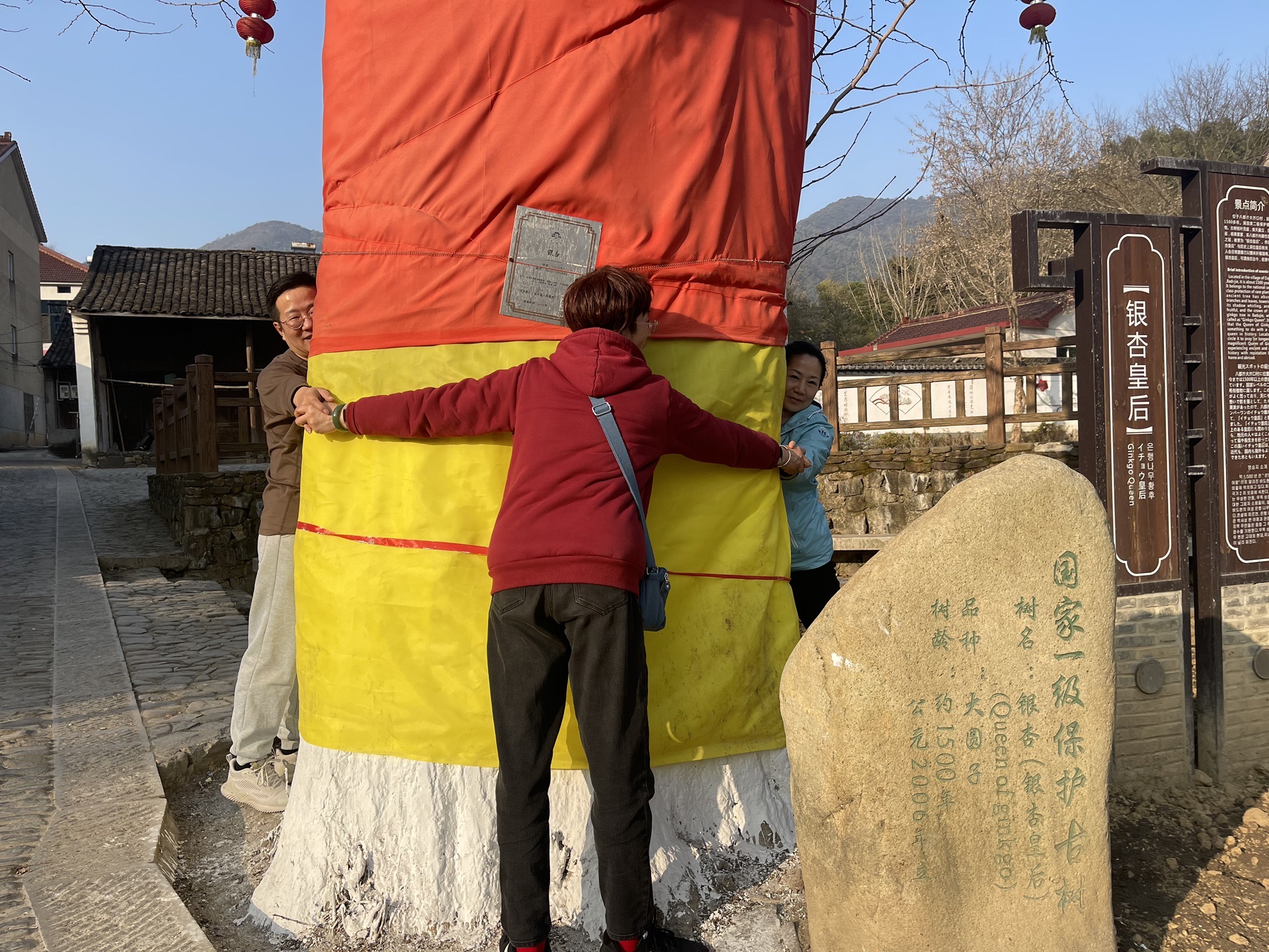 银杏皇后旅行图片 1