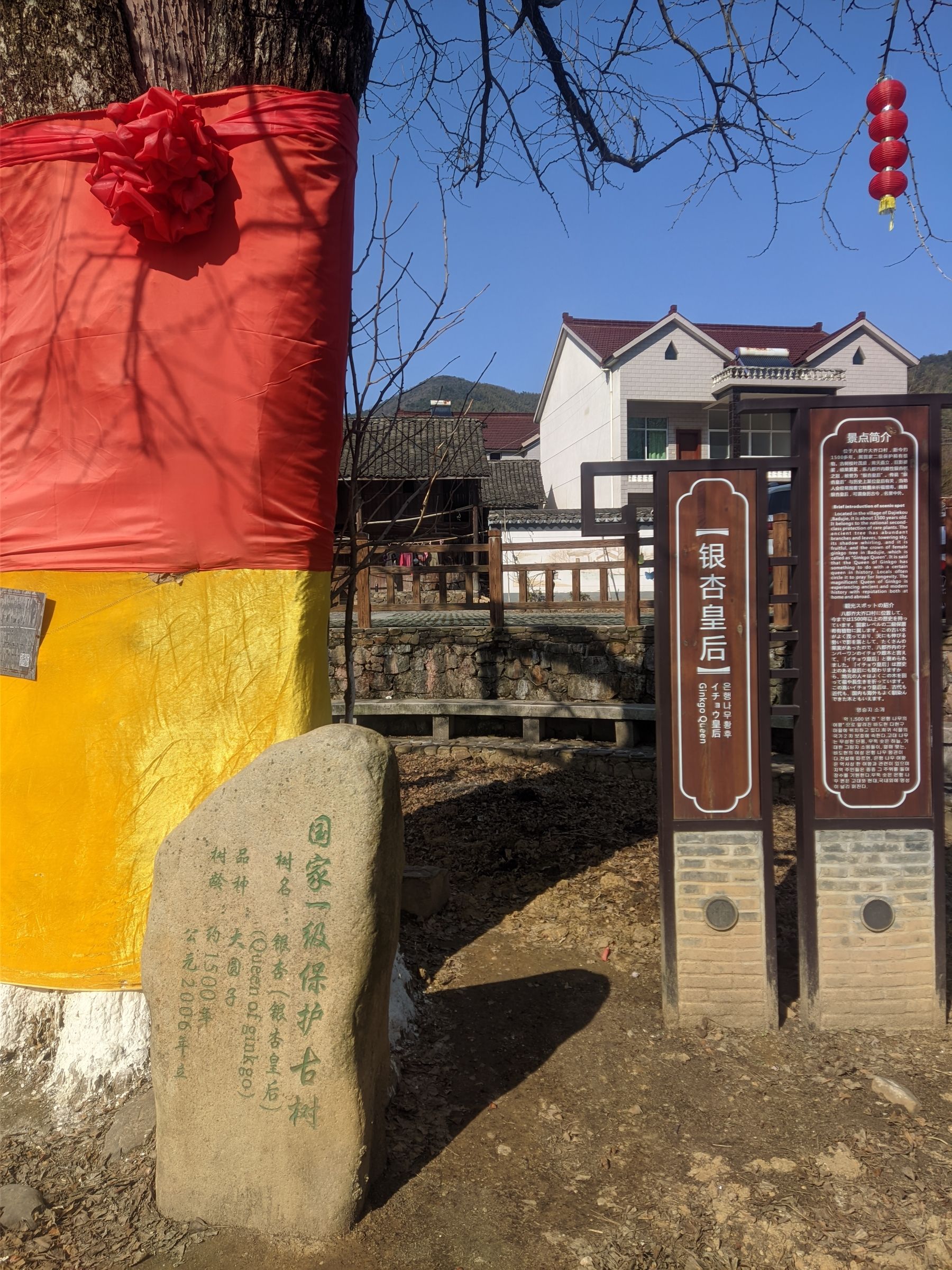 银杏皇后旅行图片 1