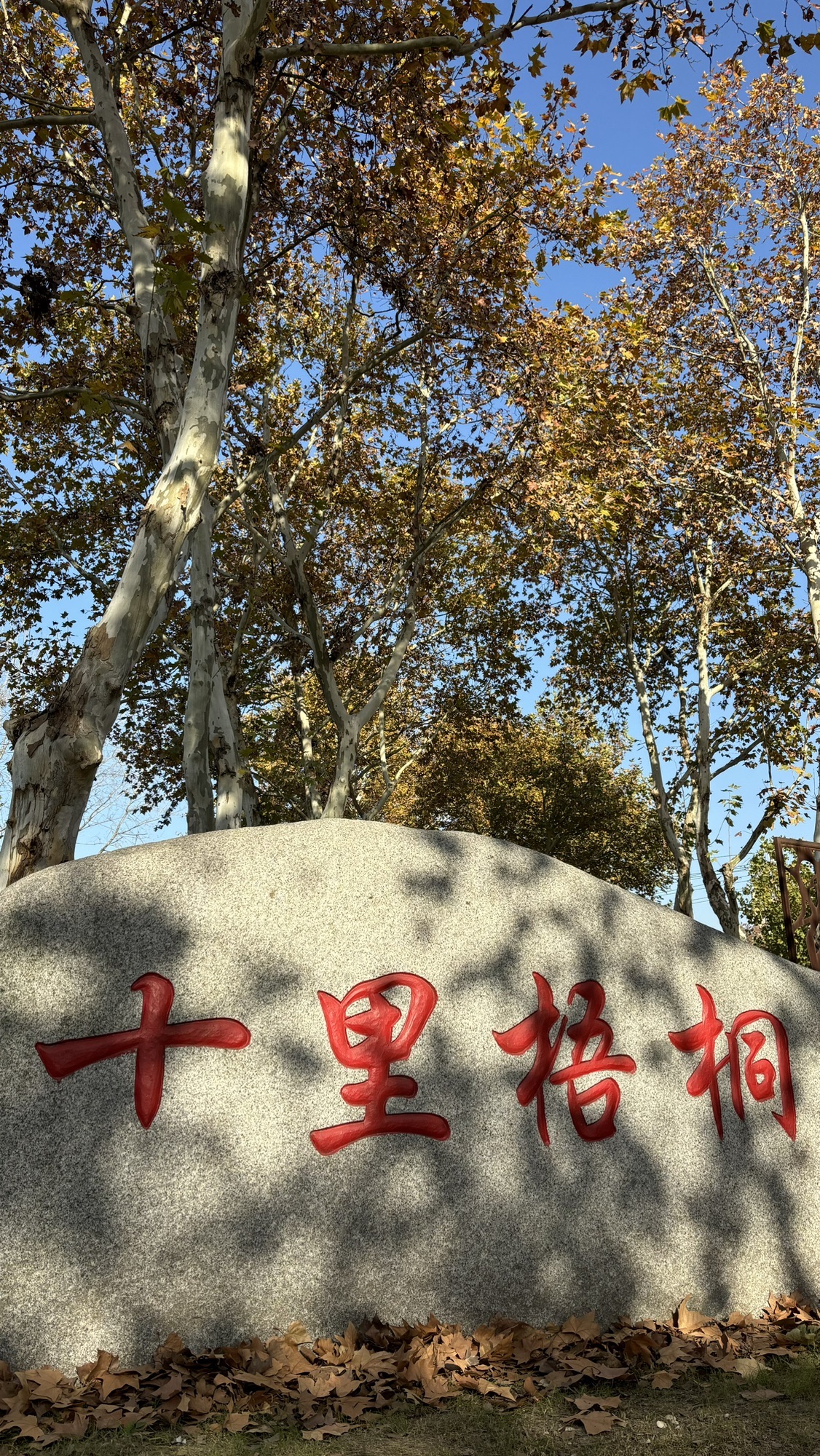十里梧桐旅行图片 1