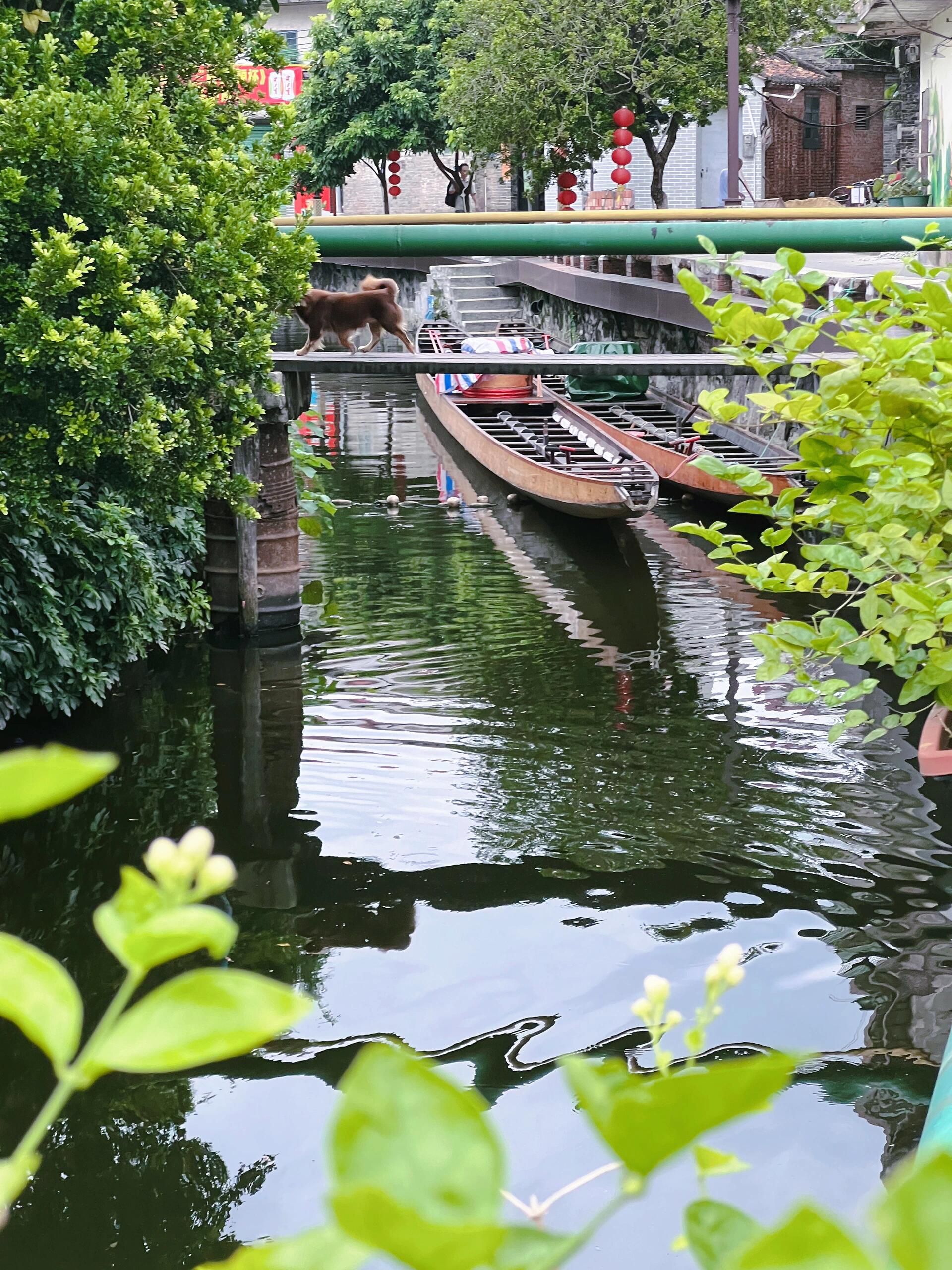 叠滘水乡旅行图片 1