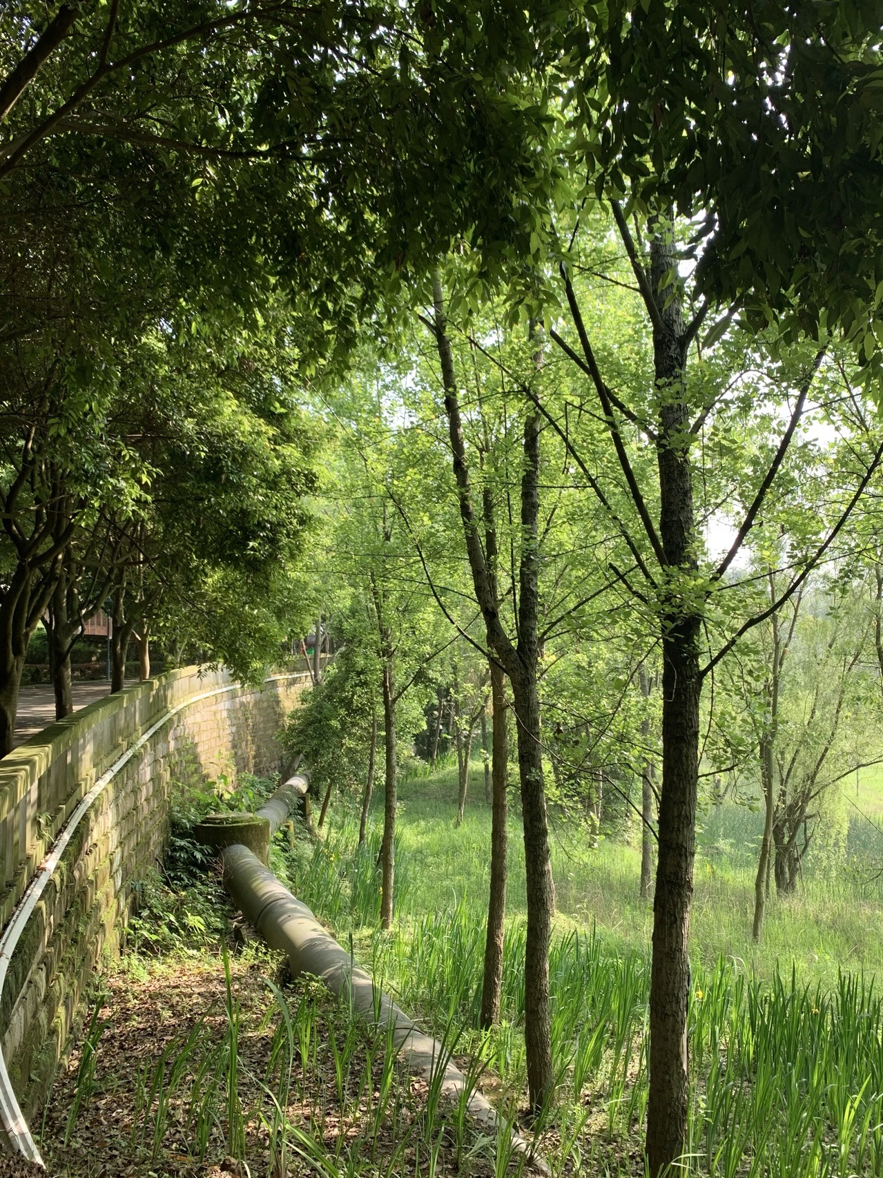 内蒙古乌奴耳长寿湖国家湿地公园旅行图片 2