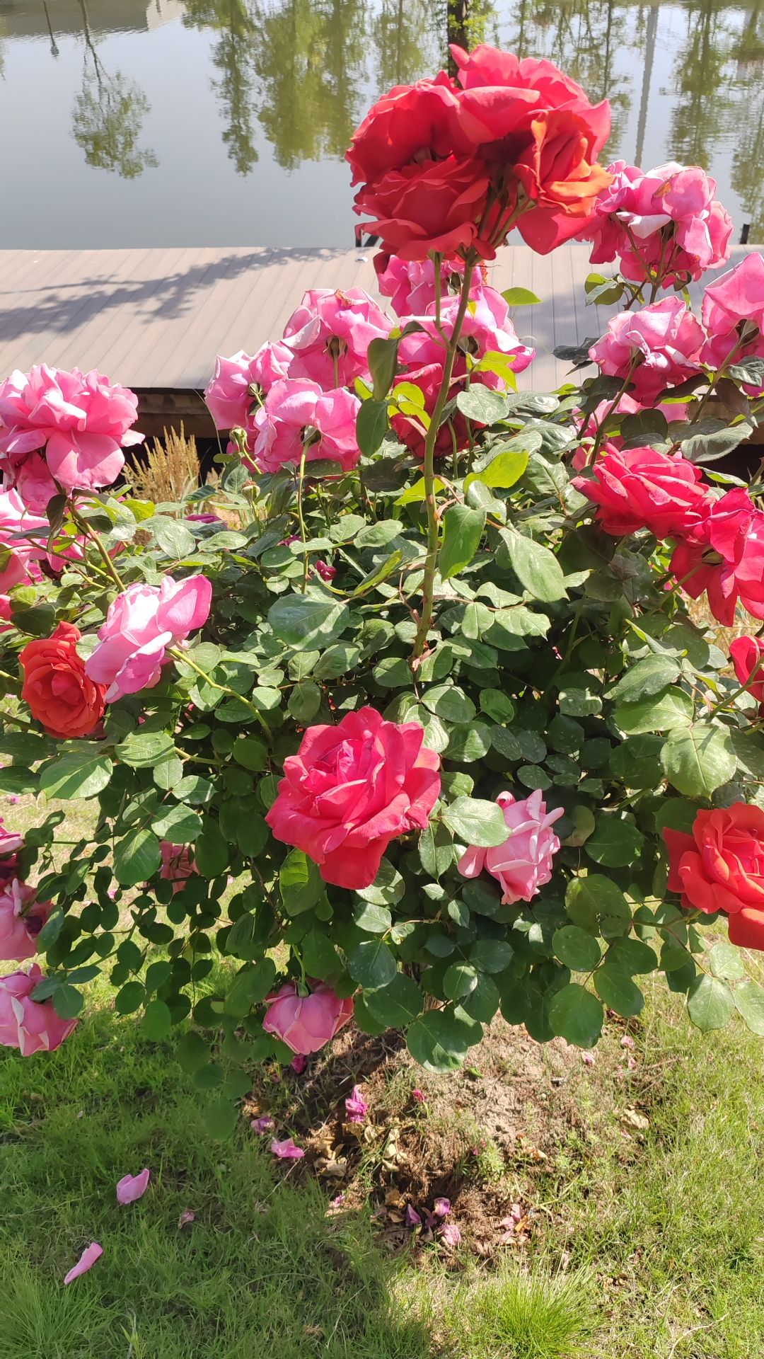 靖江花海公园旅行图片 3