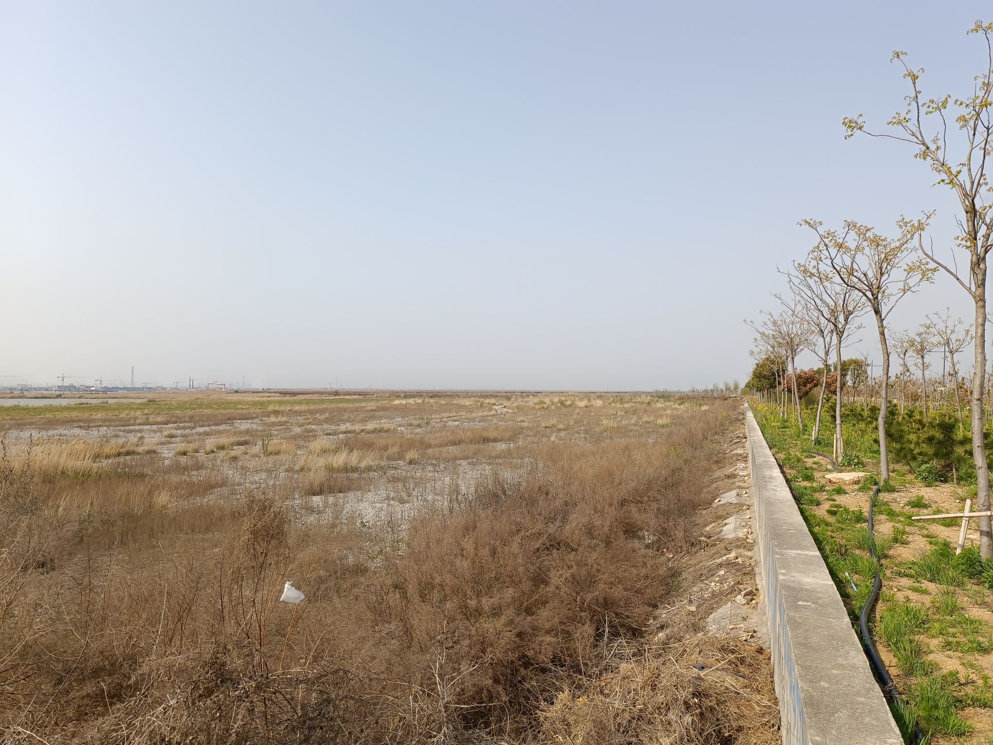 临洪闸湿地公园旅行图片 3