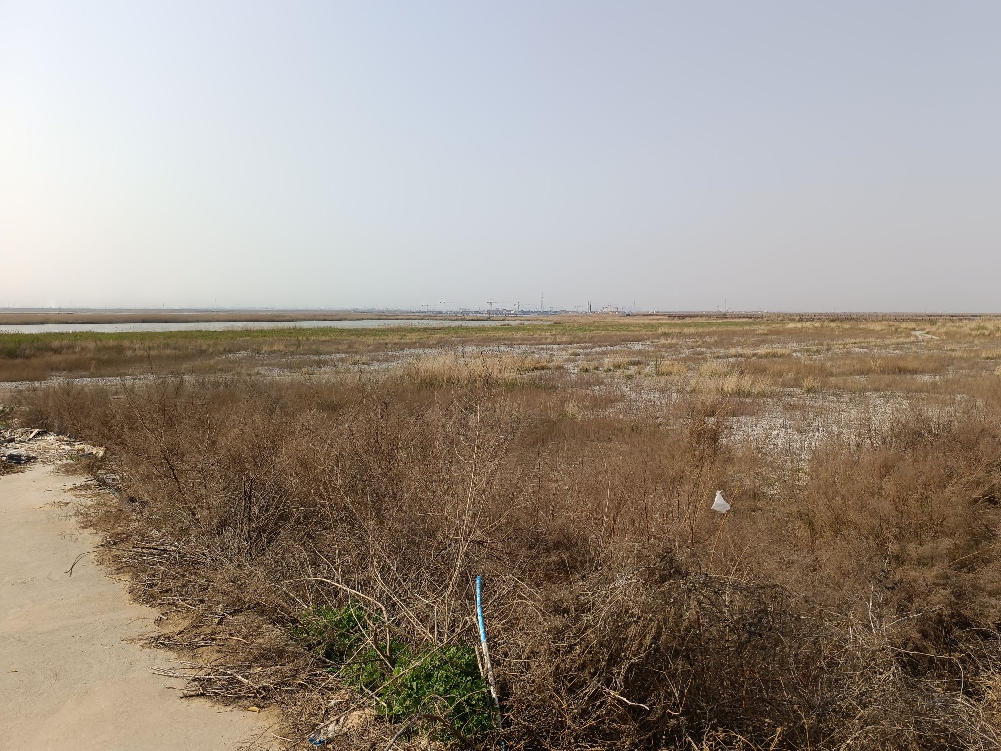 临洪闸湿地公园旅行图片 2