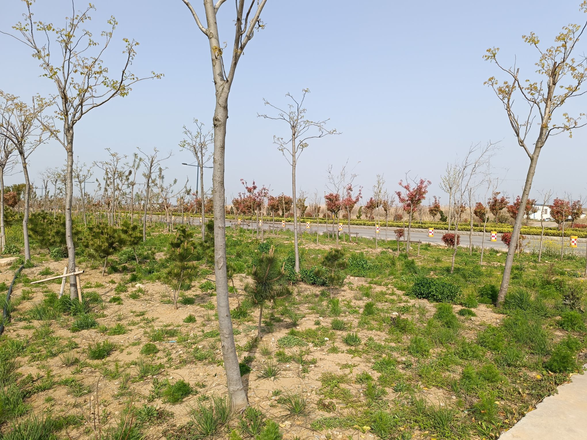 临洪闸湿地公园旅行图片 1