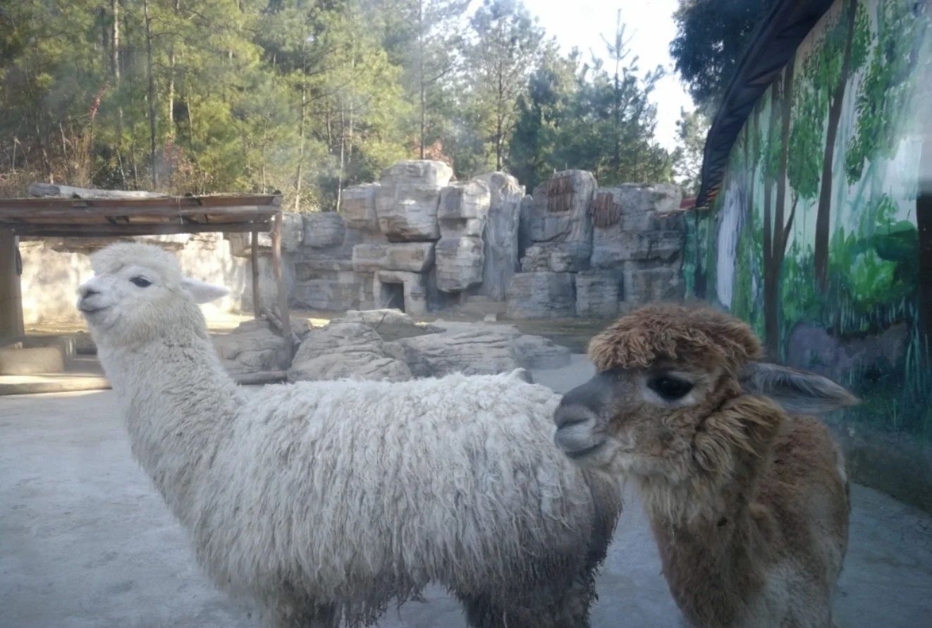 金石云顶野生动物园旅行图片 2
