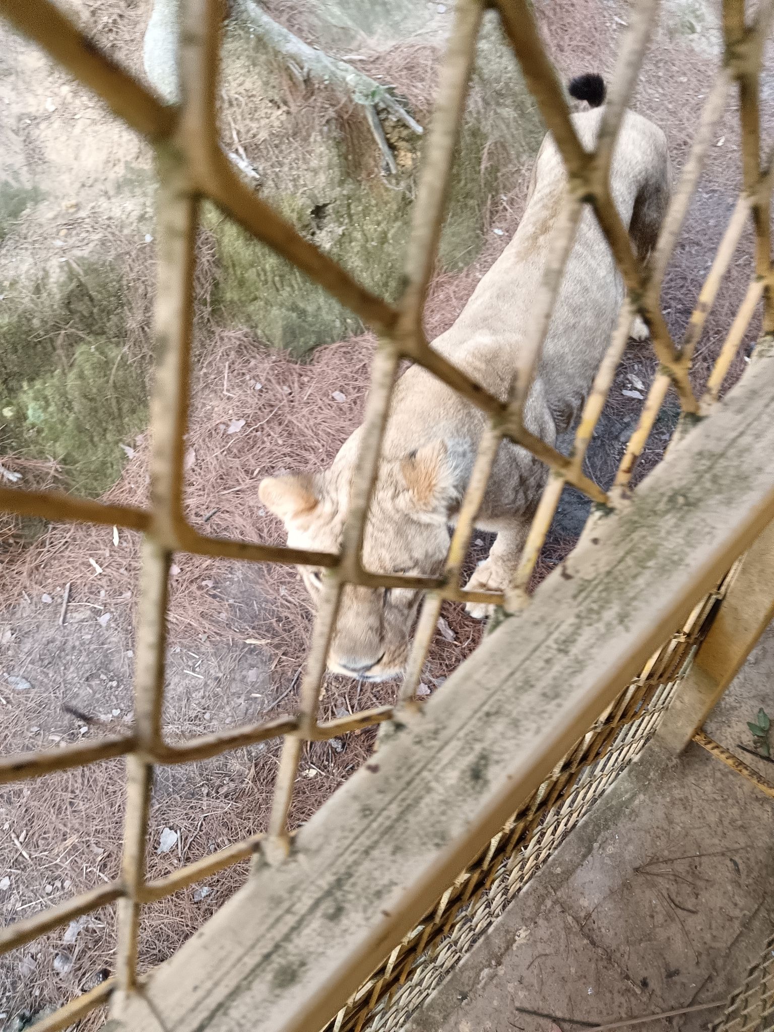 金石云顶野生动物园旅行图片 1