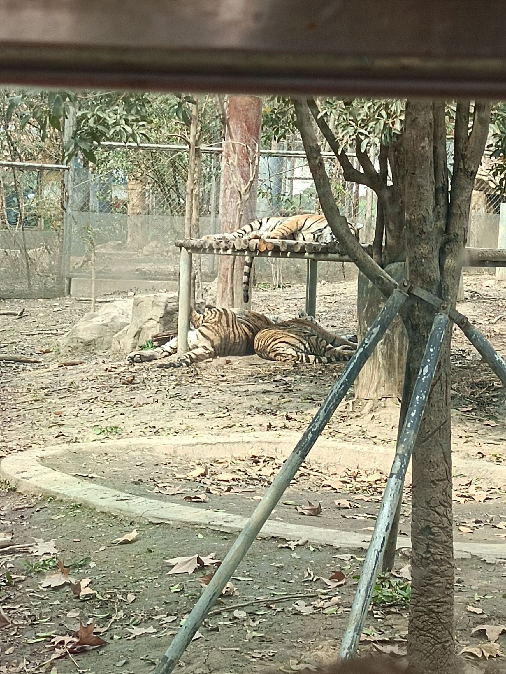 金石云顶野生动物园旅行图片 3