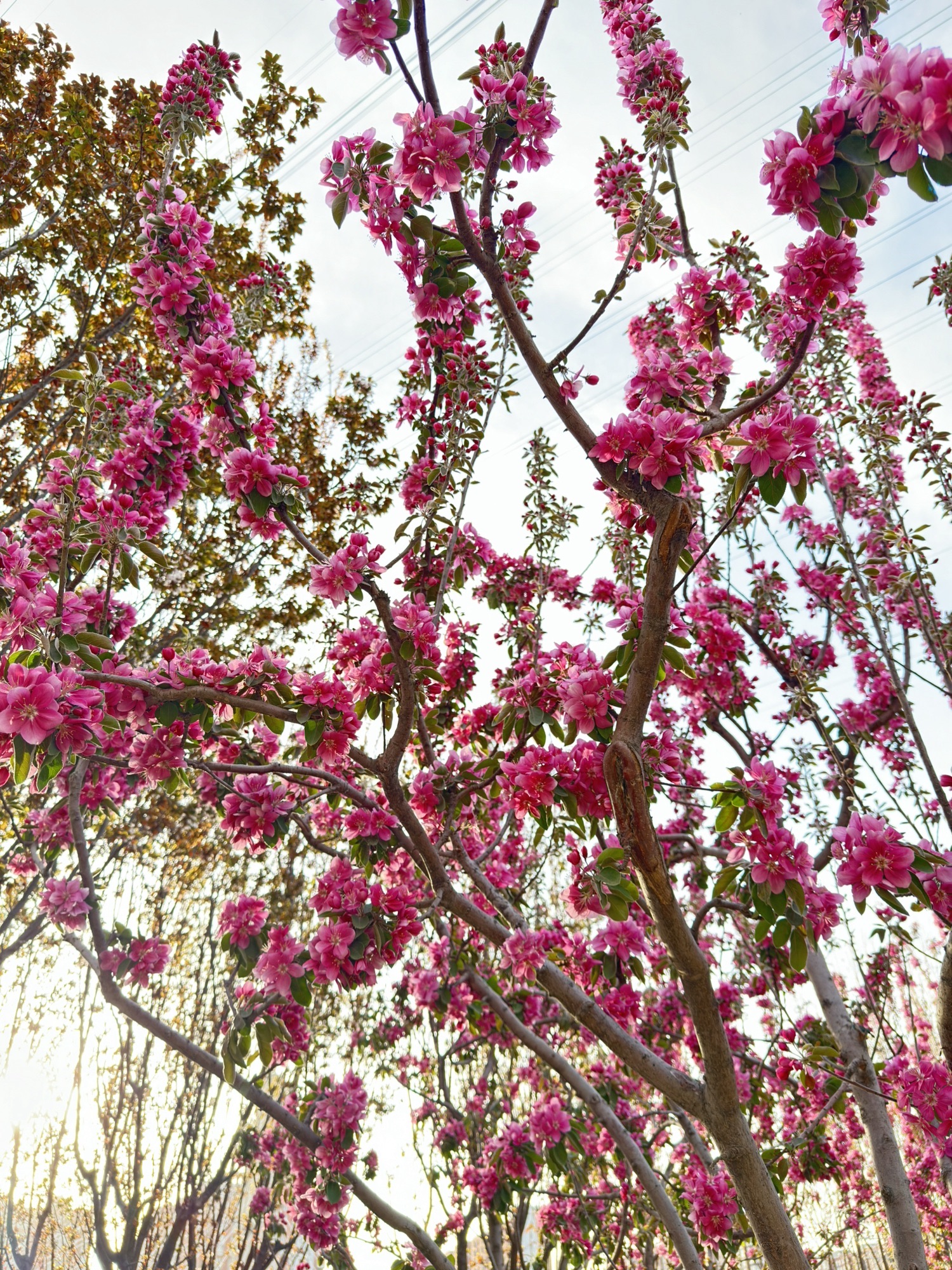 来广营地区滨河公园旅行图片 3
