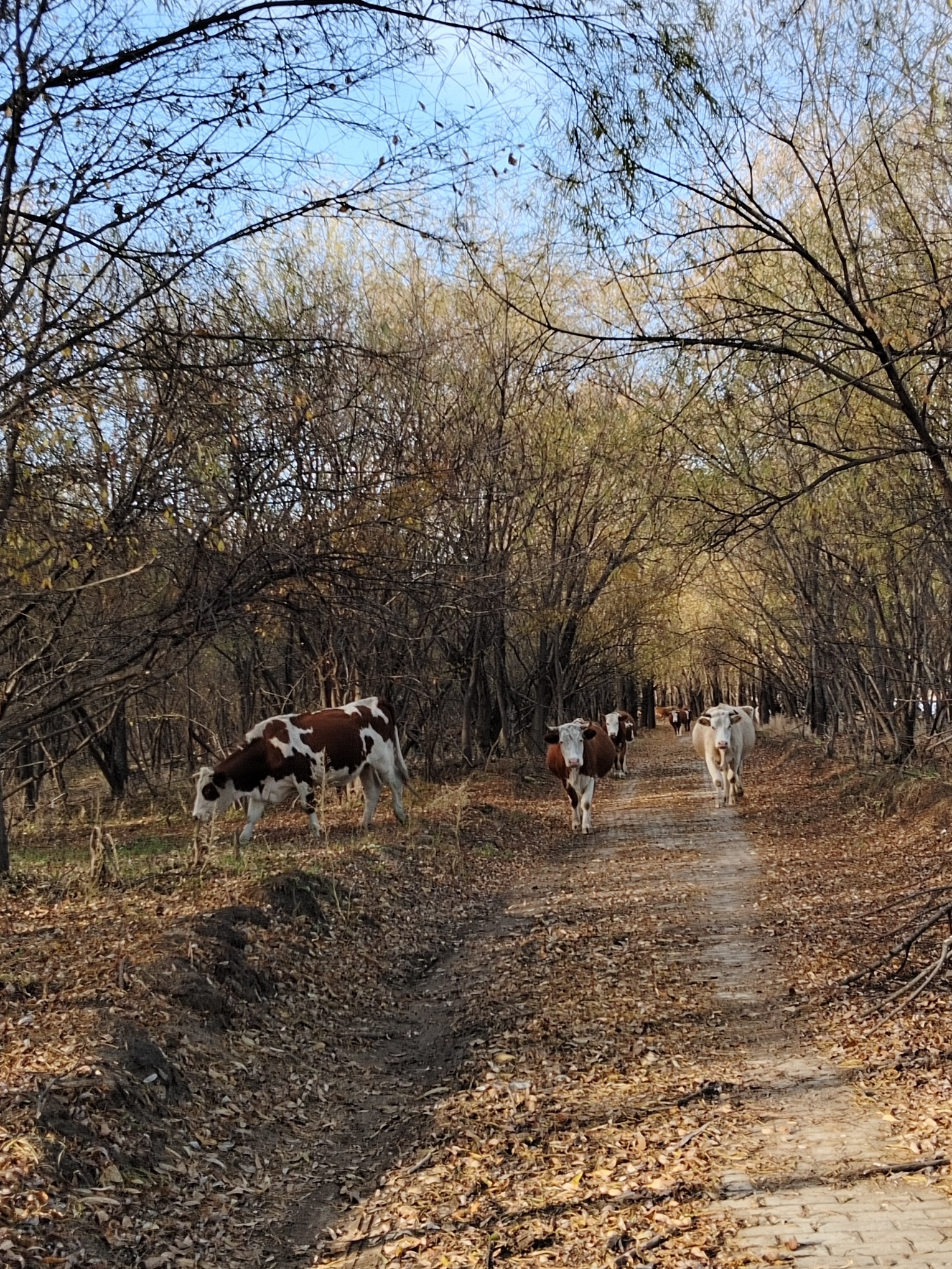 画山界江国际旅游度假区(暂停开放)旅行图片 2