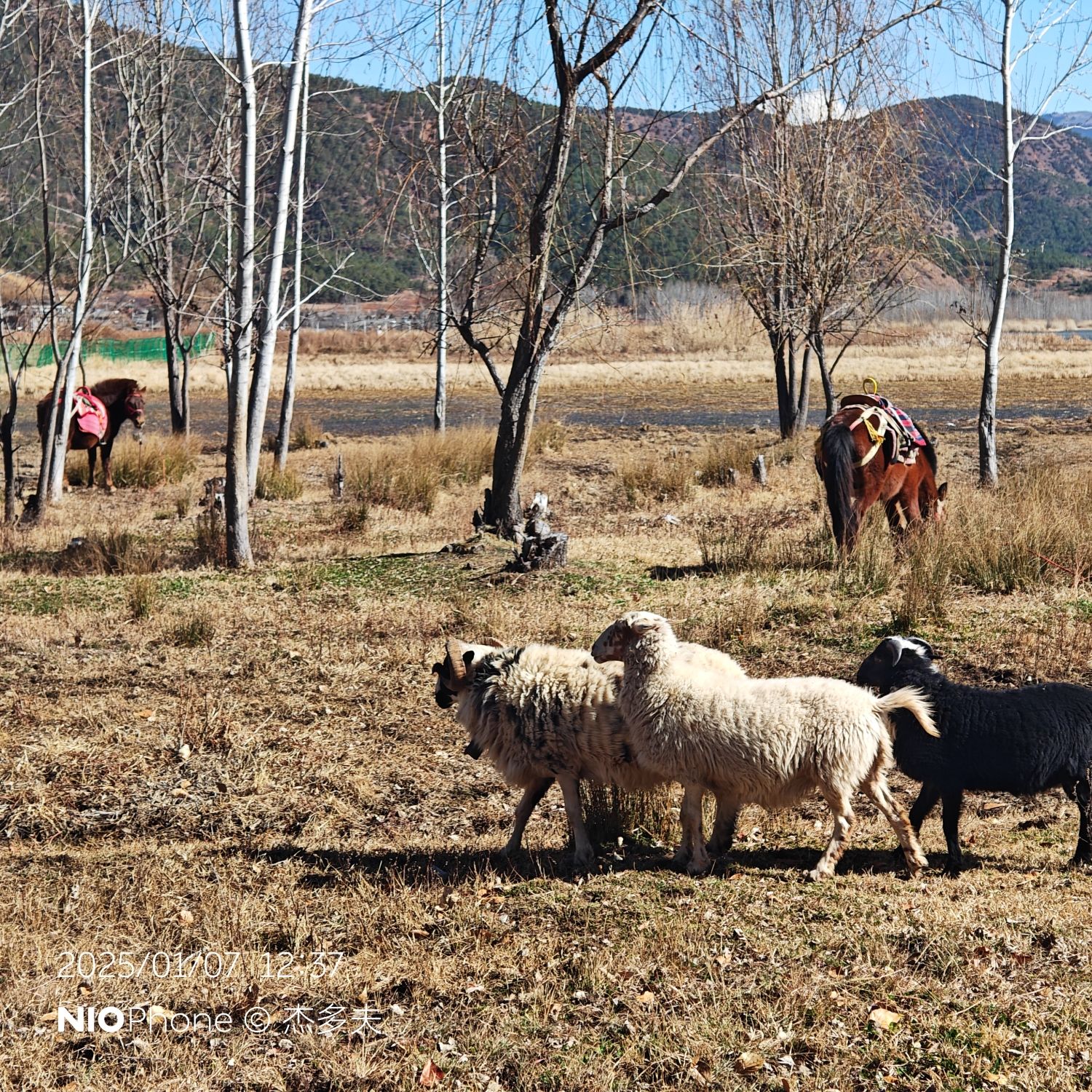 走婚桥观景台旅行图片 2