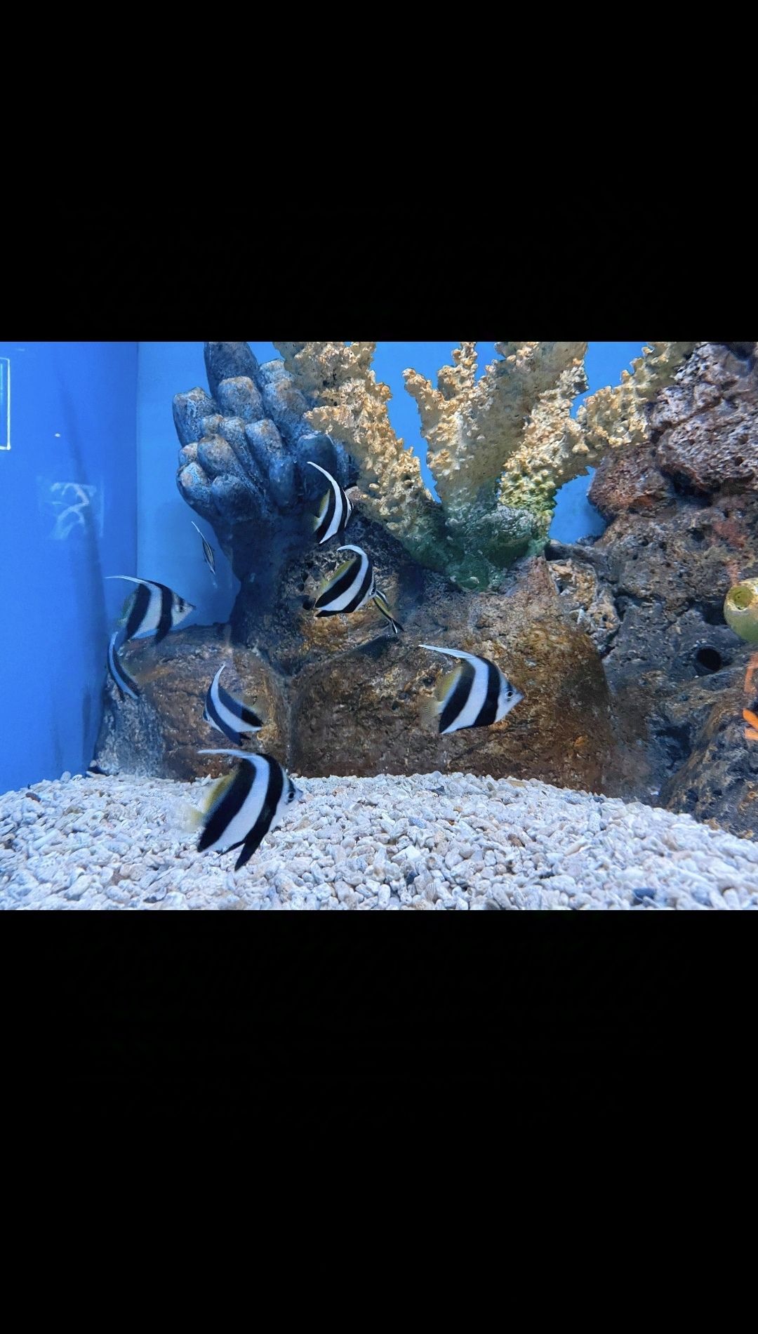 泉州石狮·海洋世界旅行图片 3