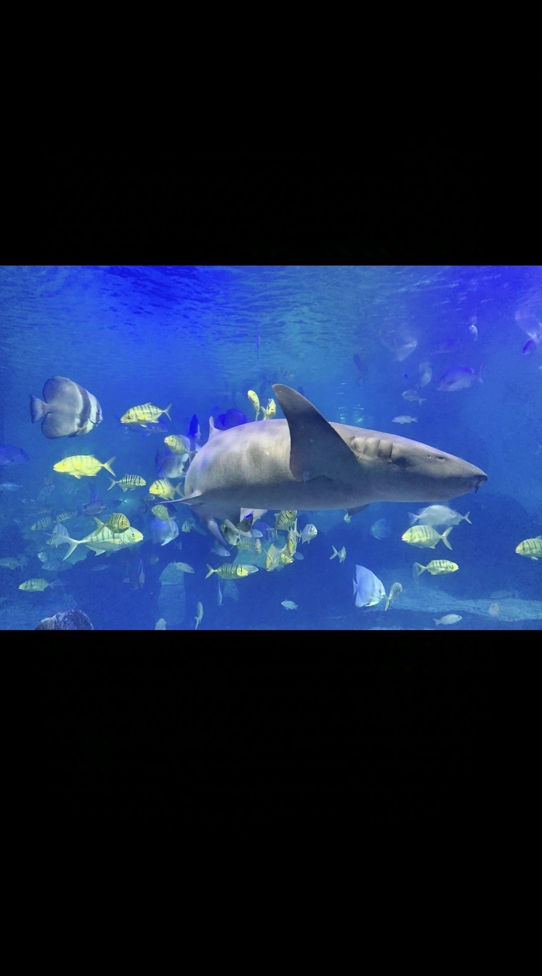 泉州石狮·海洋世界旅行图片 2