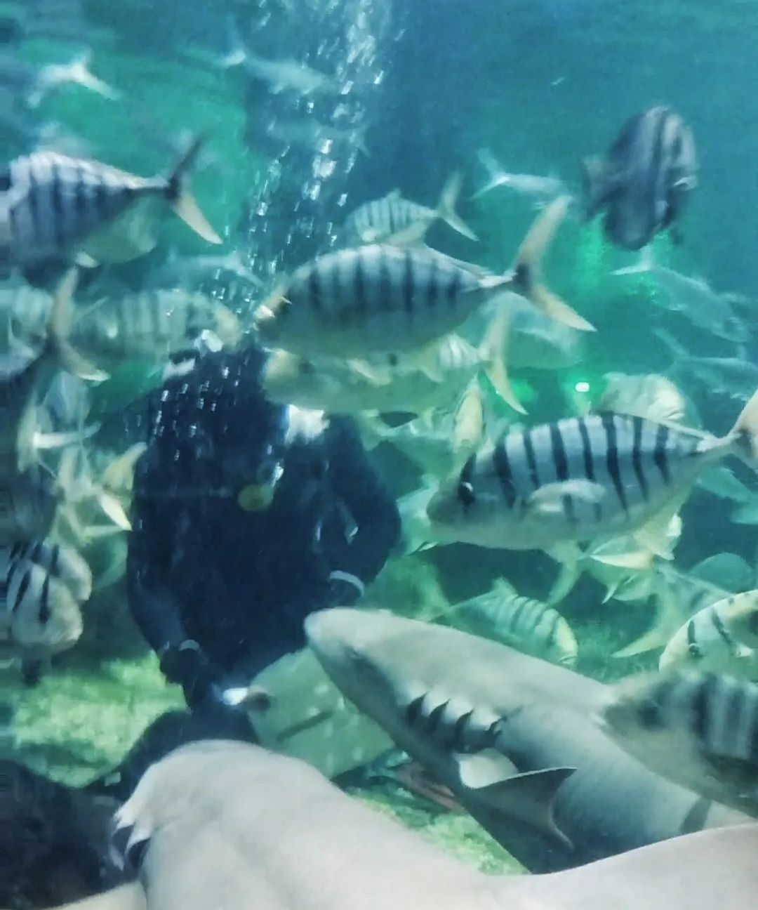 泉州石狮·海洋世界旅行图片 3