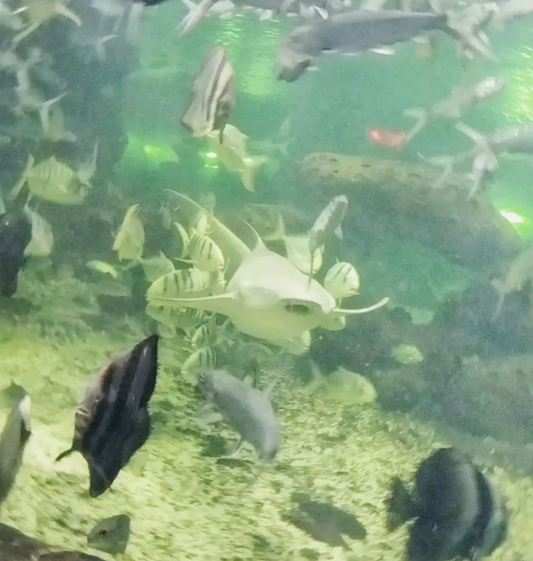泉州石狮·海洋世界旅行图片 1