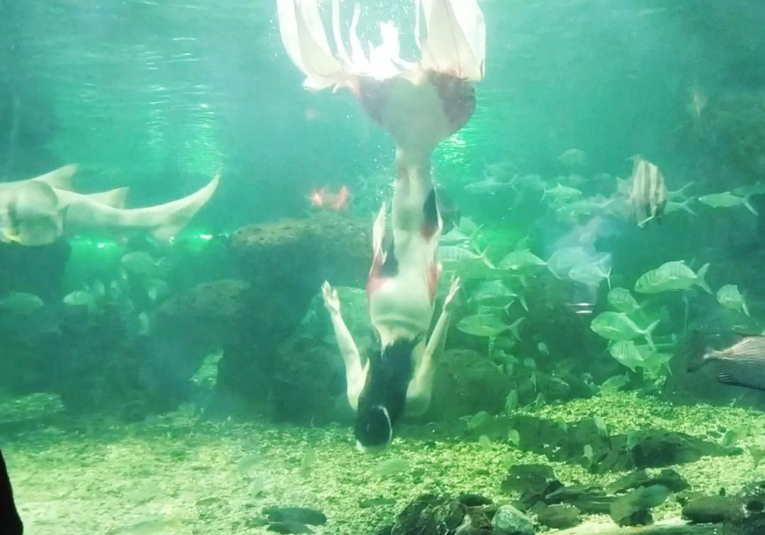 泉州石狮·海洋世界旅行图片 2